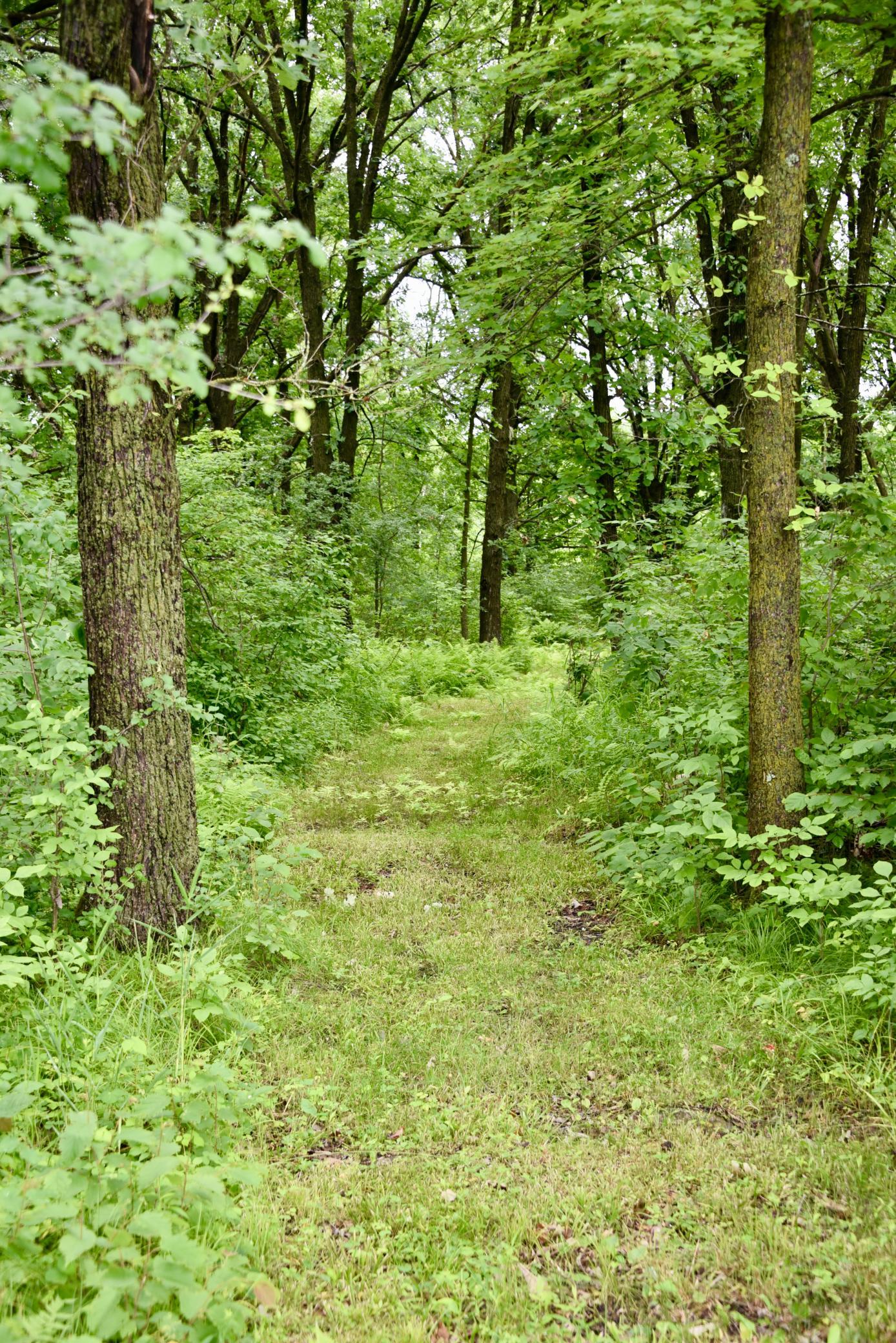 View of Residential at 13591 230th Street, Milaca MN 56353, Milaca (86 of 110) - Mike Wilen | Minnesota Team Real Estate