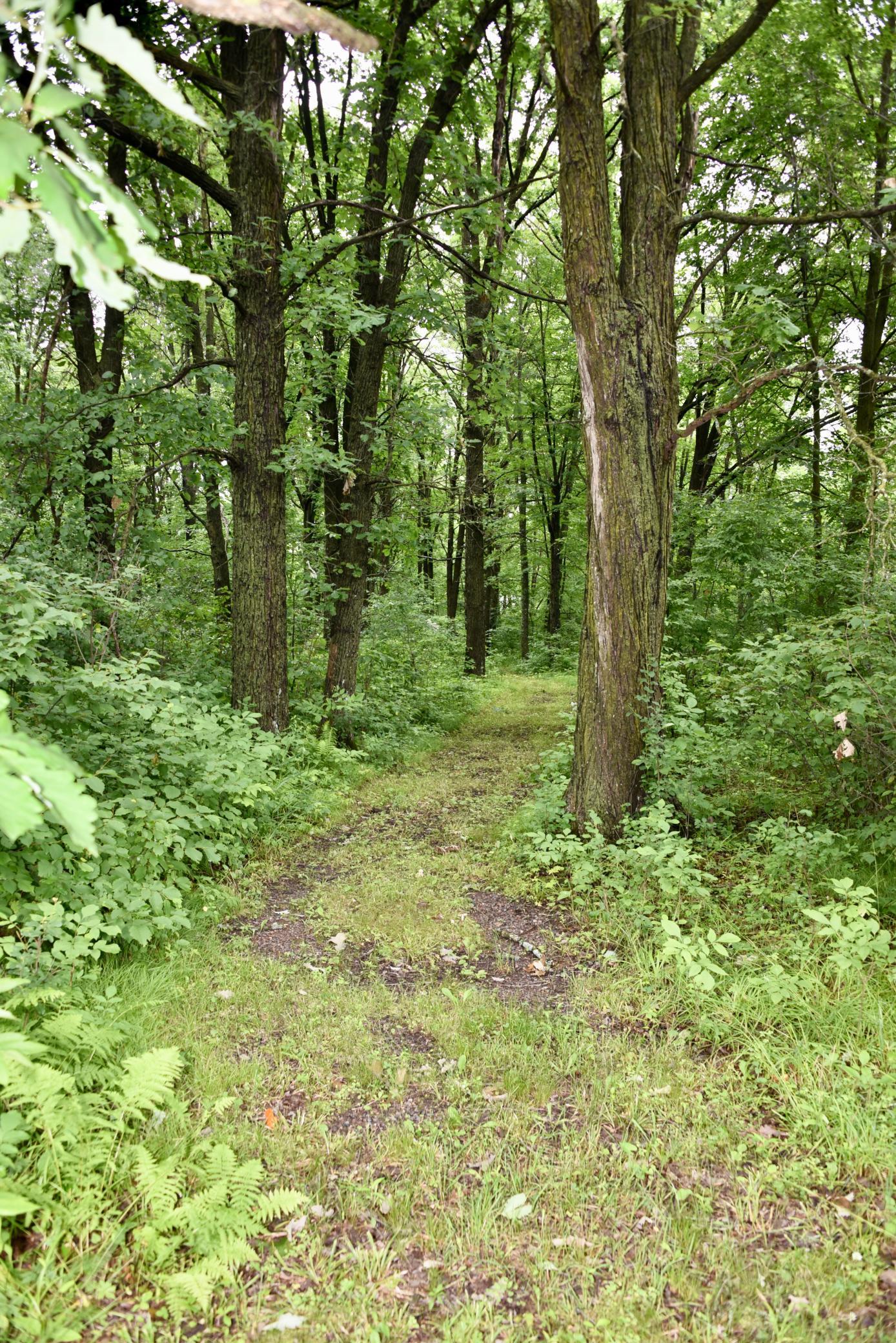 View of Residential at 13591 230th Street, Milaca MN 56353, Milaca (75 of 110) - Mike Wilen | Minnesota Team Real Estate