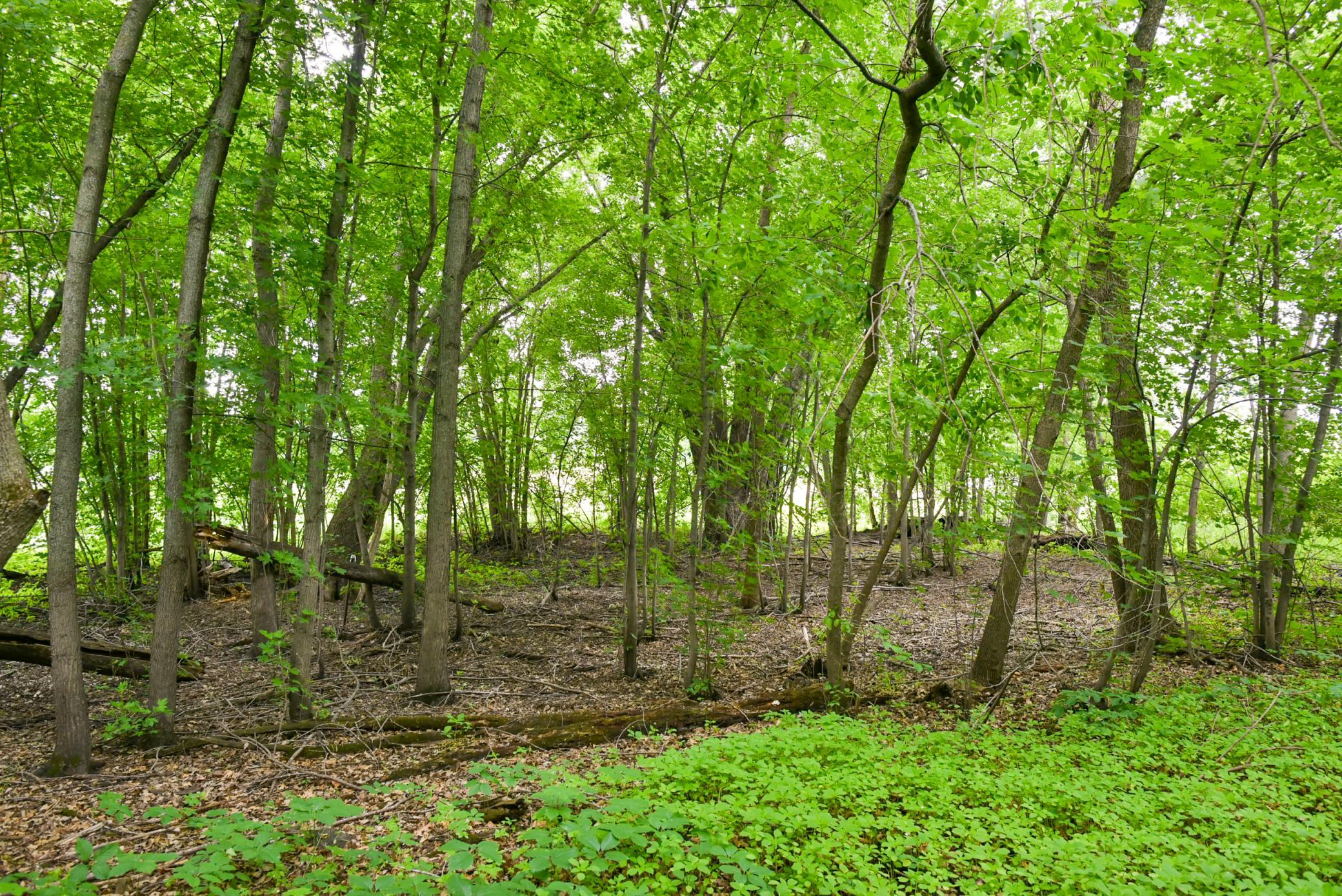 View of Land at 19231 Highwood Shores Road, Pine City MN 55063, Pine City (3 of 16) - Mike Wilen | Minnesota Team Real Estate