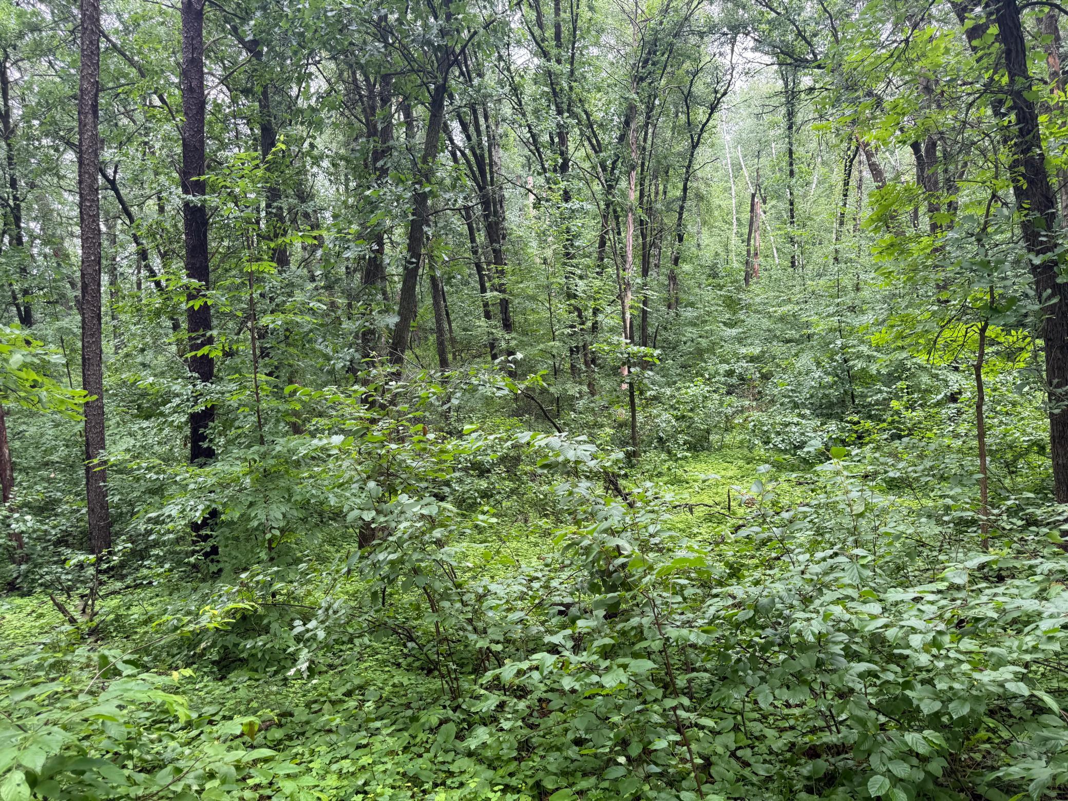 View of Land at TBD Hardy Lake Road, Baxter MN 56425, Baxter (8 of 30) - Mike Wilen | Minnesota Team Real Estate