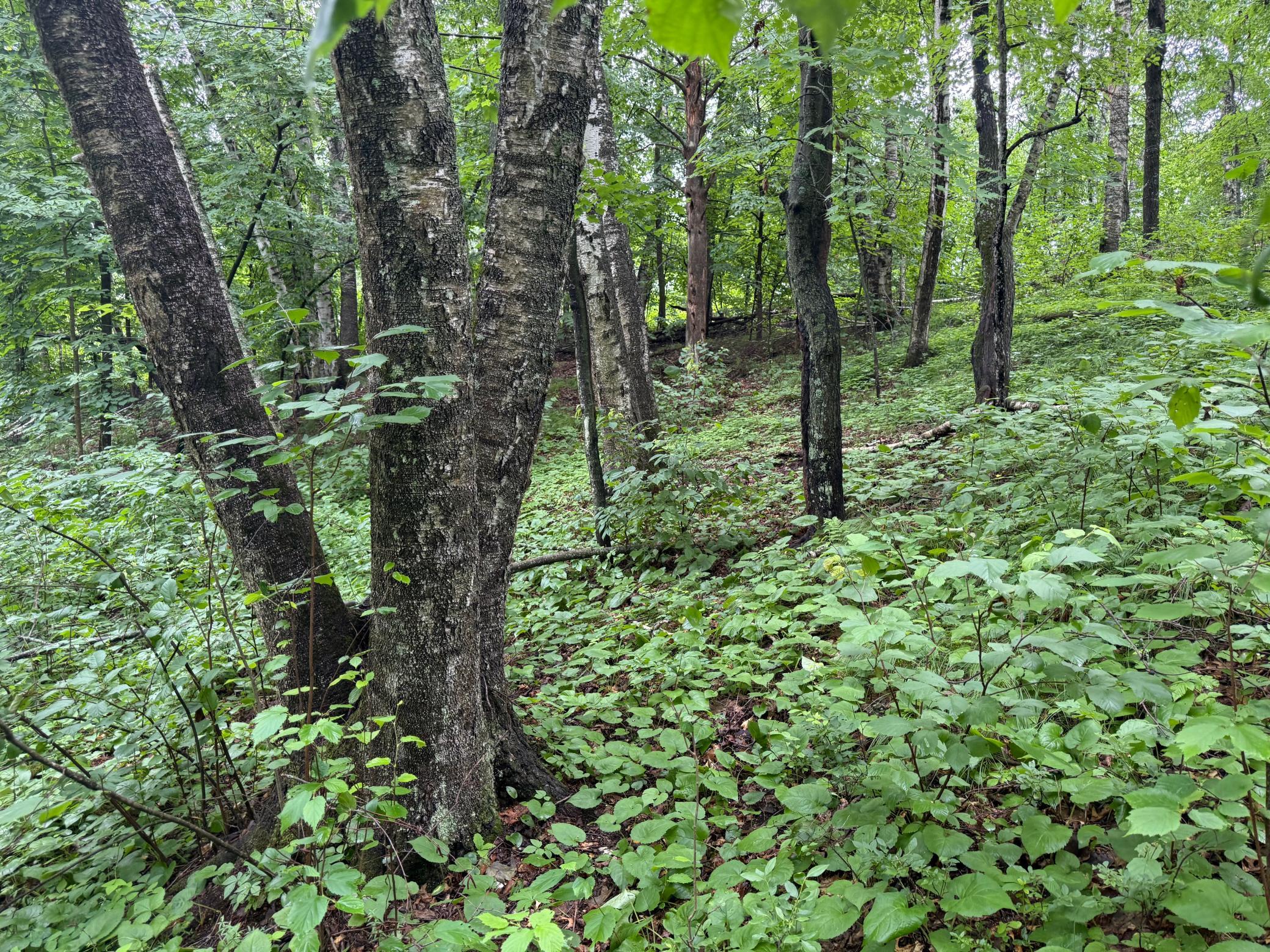 View of Land at TBD Hardy Lake Road, Baxter MN 56425, Baxter (7 of 30) - Mike Wilen | Minnesota Team Real Estate