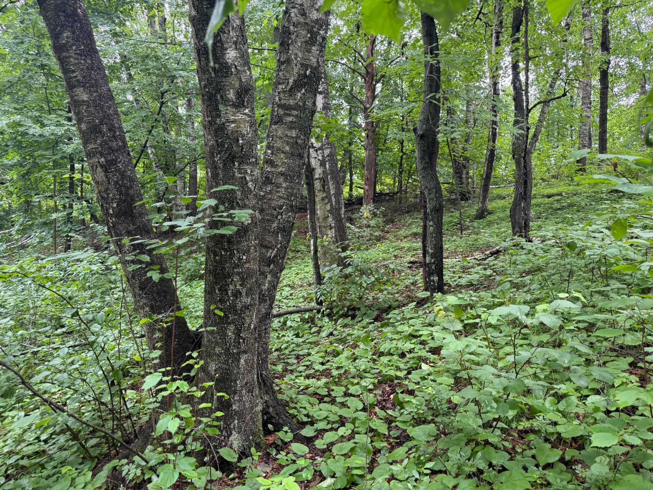 View of Land at TBD Hardy Lake Road, Baxter MN 56425, Baxter (6 of 30) - Mike Wilen | Minnesota Team Real Estate