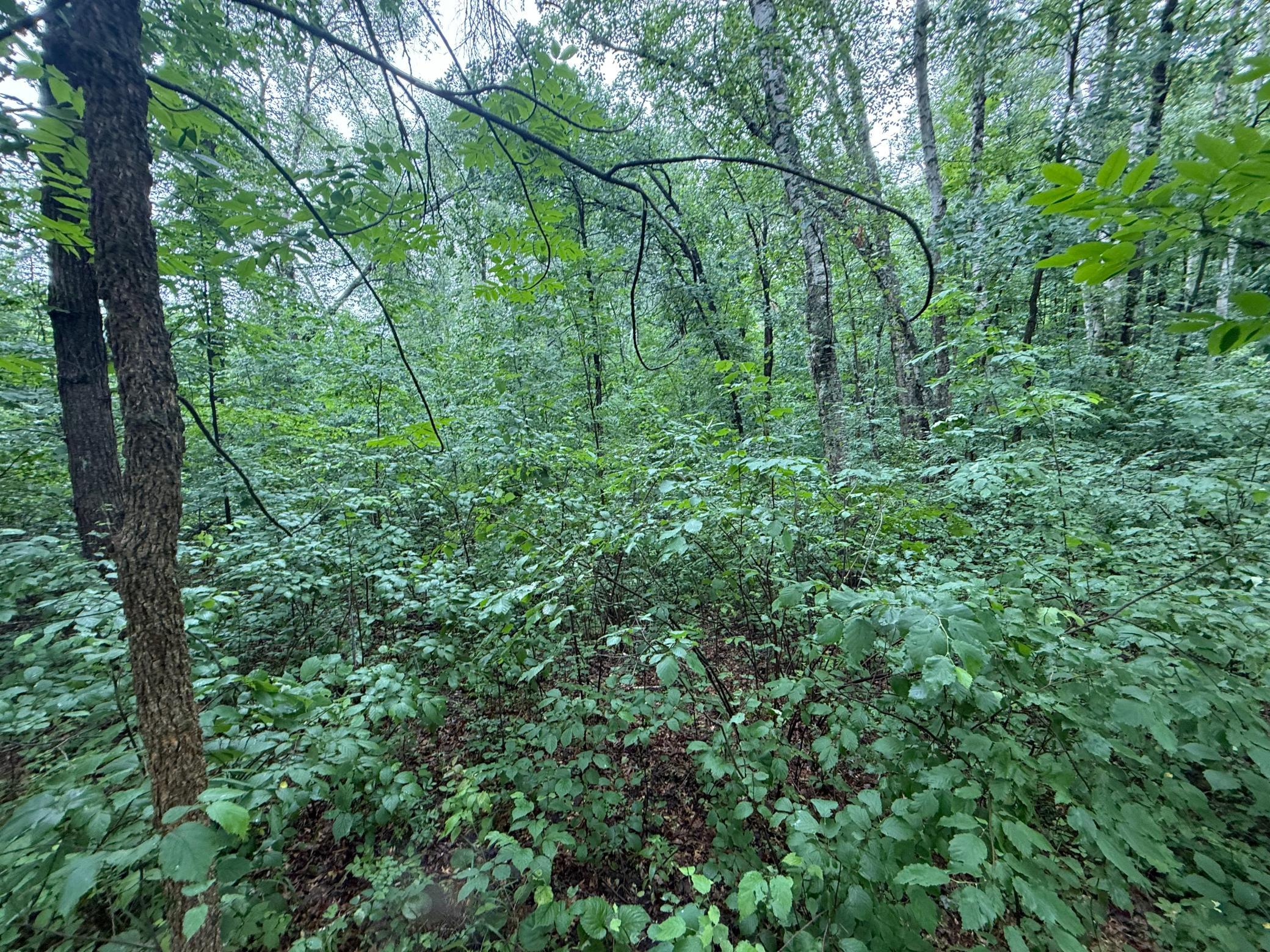 View of Land at TBD Hardy Lake Road, Baxter MN 56425, Baxter (5 of 30) - Mike Wilen | Minnesota Team Real Estate