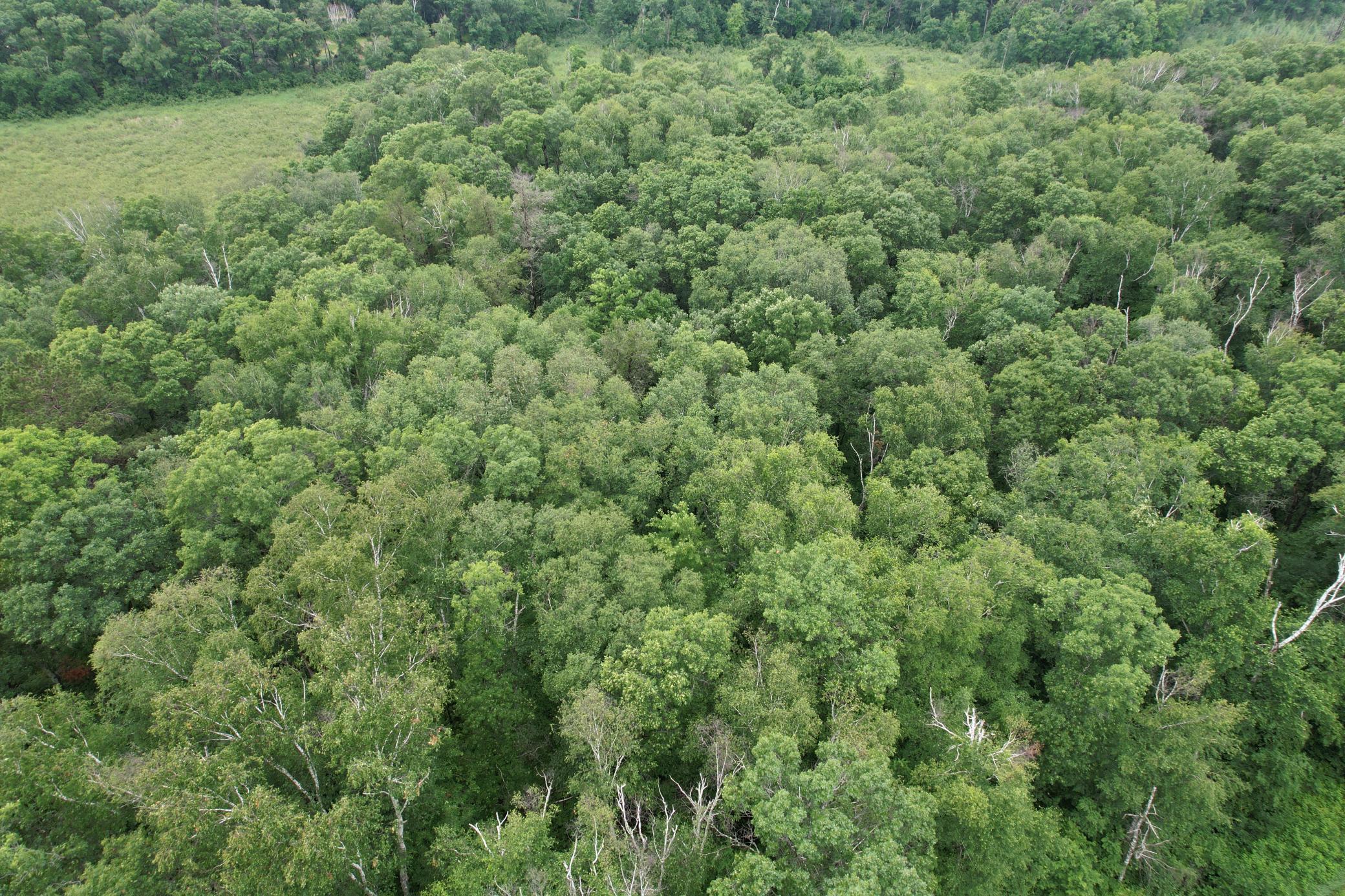 View of Land at TBD Hardy Lake Road, Baxter MN 56425, Baxter (11 of 30) - Mike Wilen | Minnesota Team Real Estate