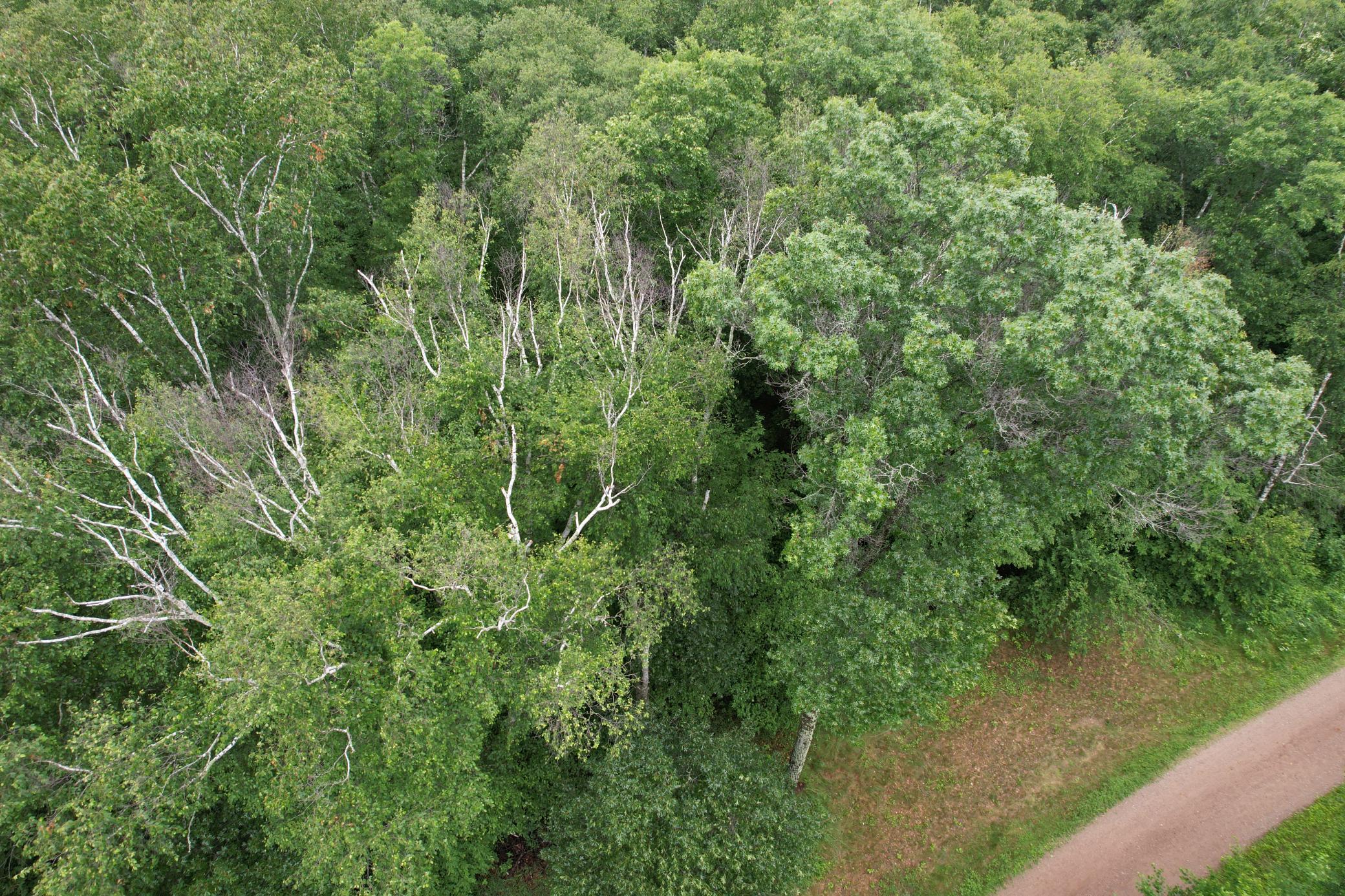 View of Land at TBD Hardy Lake Road, Baxter MN 56425, Baxter (10 of 30) - Mike Wilen | Minnesota Team Real Estate
