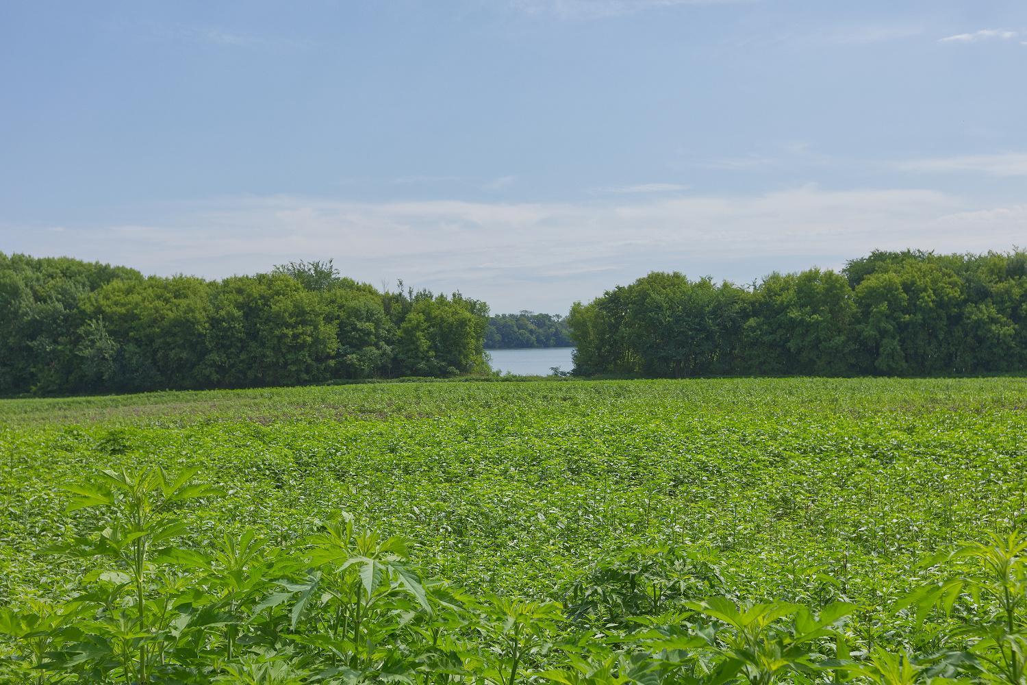 View of Residential at 8412 Ingram Avenue, Howard Lake MN 55349, Howard Lake (62 of 87) - Mike Wilen | Minnesota Team Real Estate