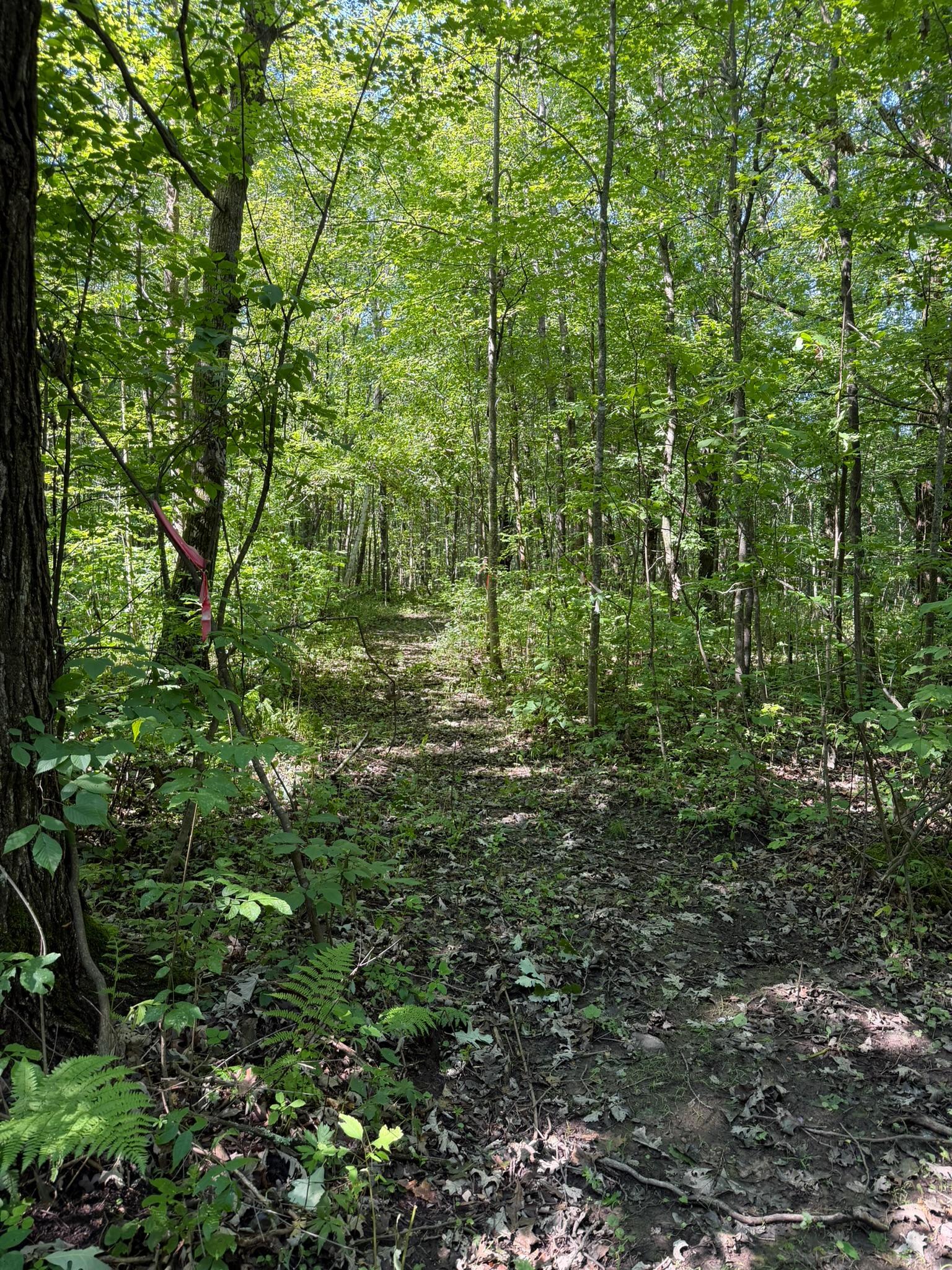 View of Land at 23701 60th Avenue, Milaca MN 56353, Milaca - Mike Wilen | Minnesota Team Real Estate