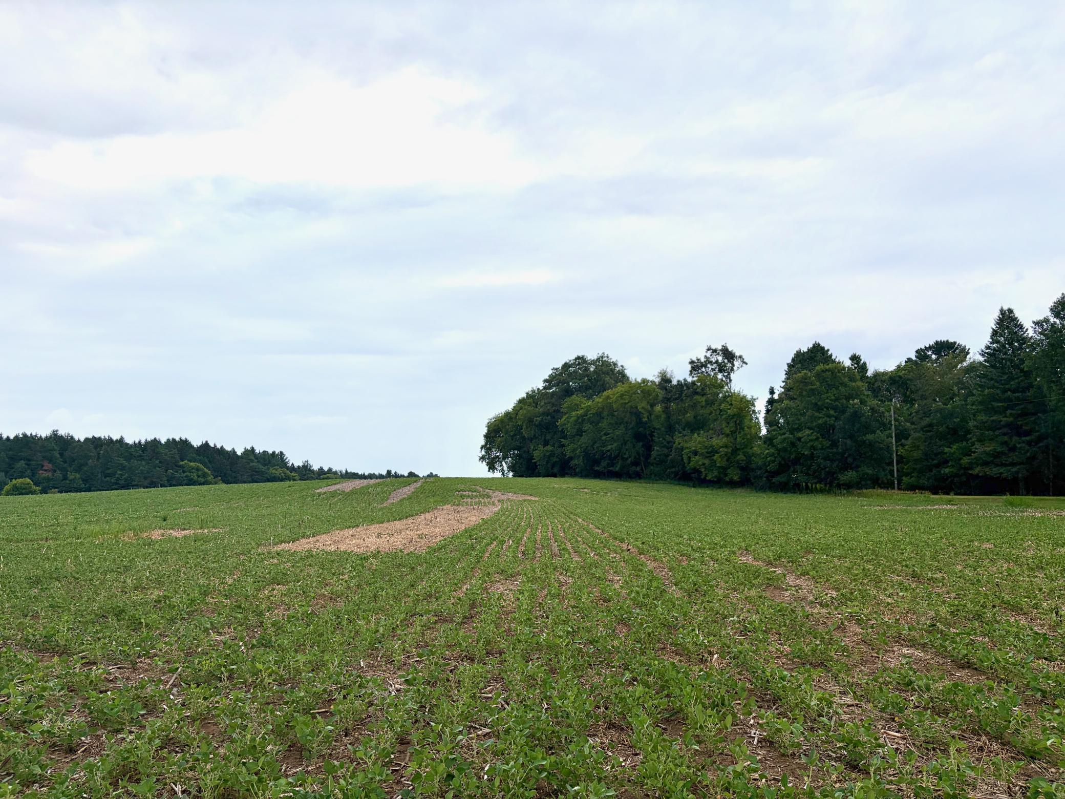 View of Land at TBD (L3B1) Flamingo Street, Isanti MN 55040, Isanti - Mike Wilen | Minnesota Team Real Estate