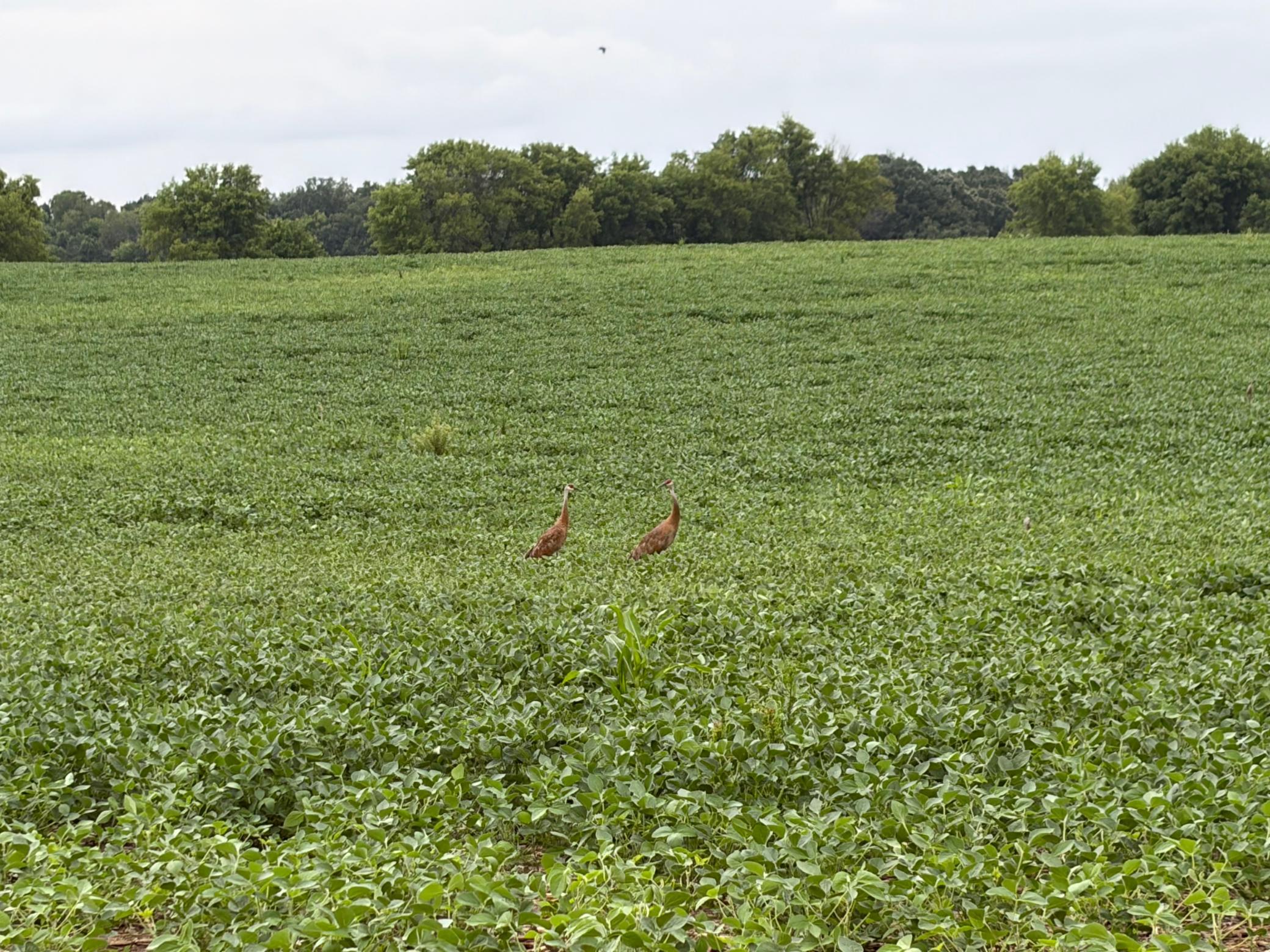 View of Land at TBD (L4B2) Flamingo Street, Isanti MN 55040, Isanti (2 of 26) - Mike Wilen | Minnesota Team Real Estate