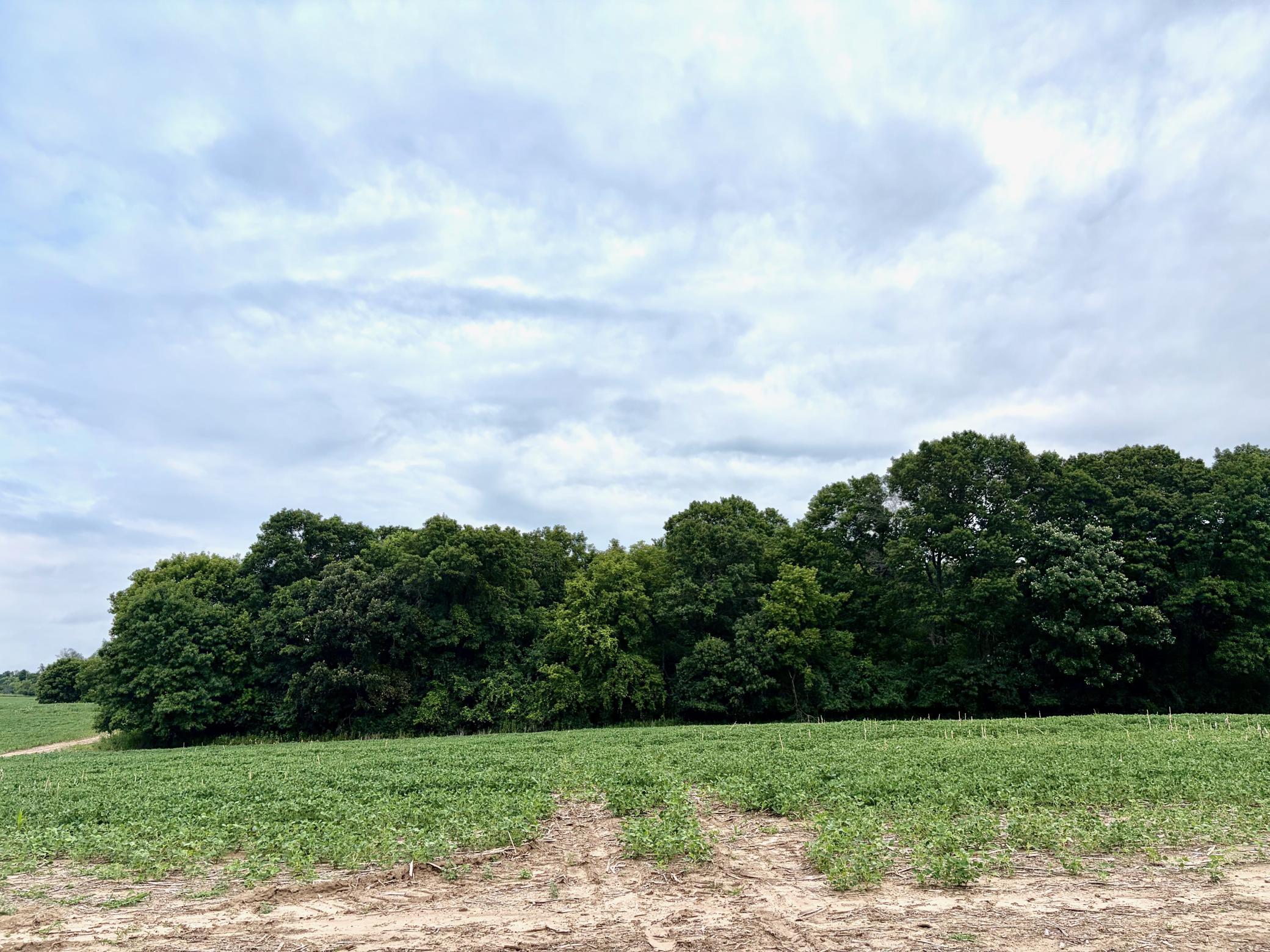 View of Land at TBD (L10B2) County Road 5, Isanti MN 55040, Isanti - Mike Wilen | Minnesota Team Real Estate