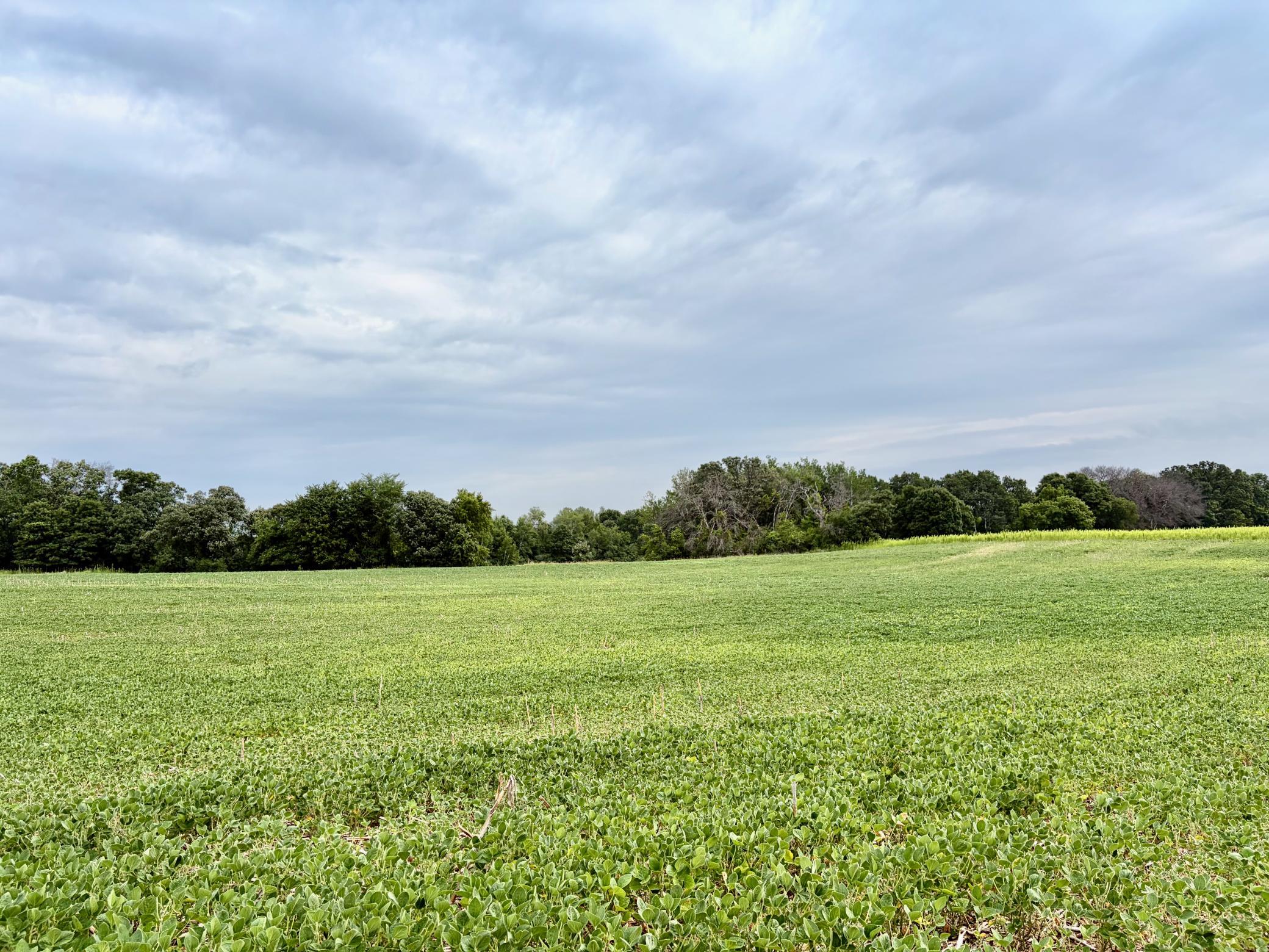 View of Land at TBD (L12B2) County Road 5, Isanti MN 55040, Isanti - Mike Wilen | Minnesota Team Real Estate