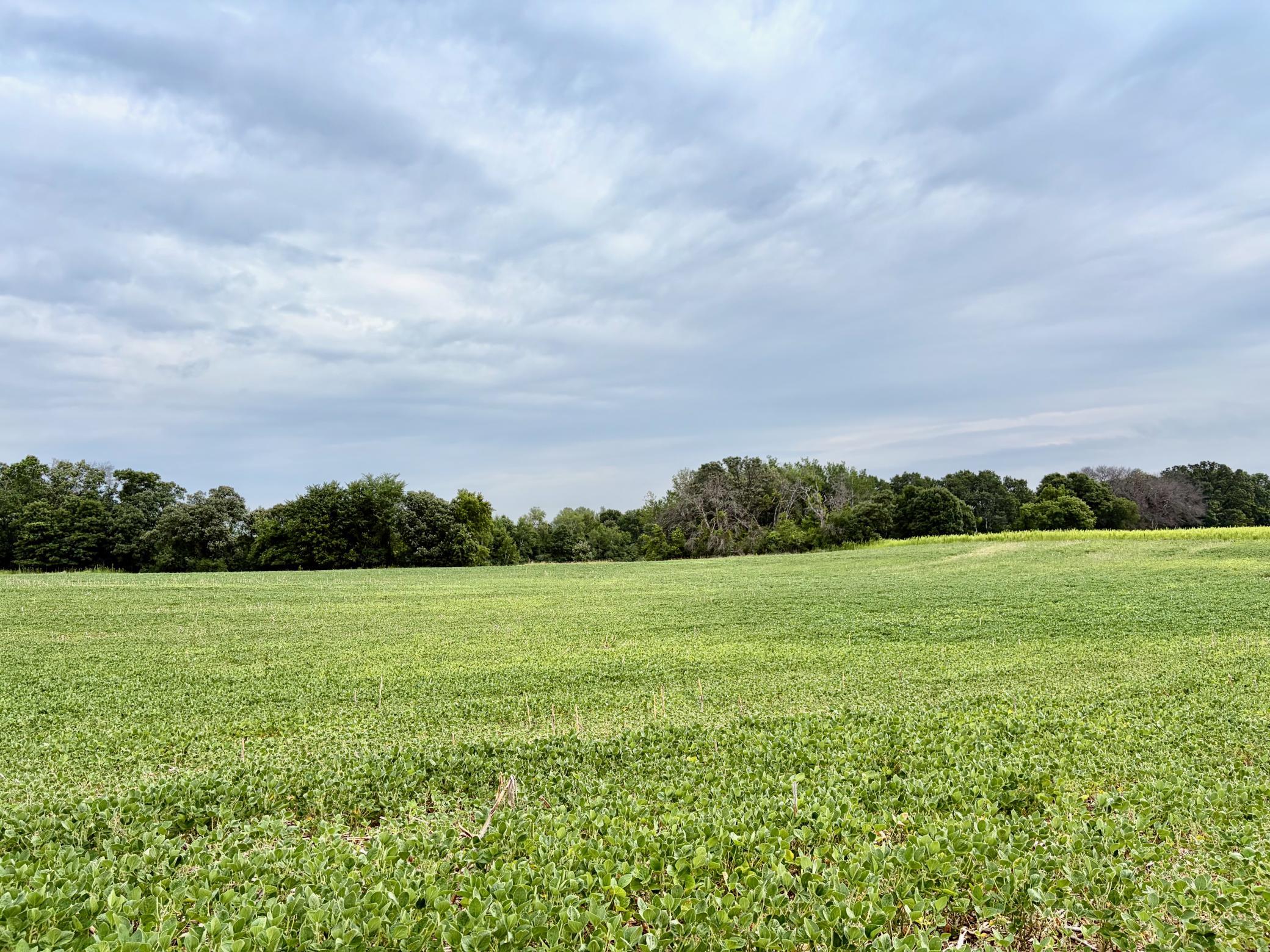 View of Land at TBD (L13B2) County Road 5, Isanti MN 55040, Isanti - Mike Wilen | Minnesota Team Real Estate