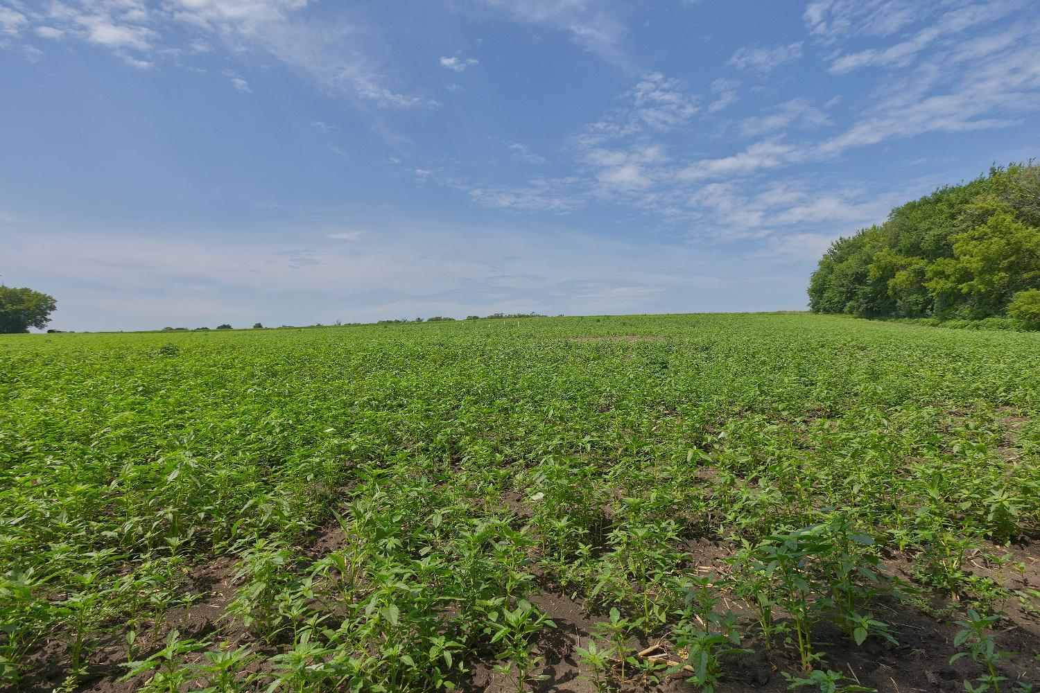 View of Land at TBD Ingram Avenue, Howard Lake MN 55349, Howard Lake (11 of 16) - Mike Wilen | Minnesota Team Real Estate