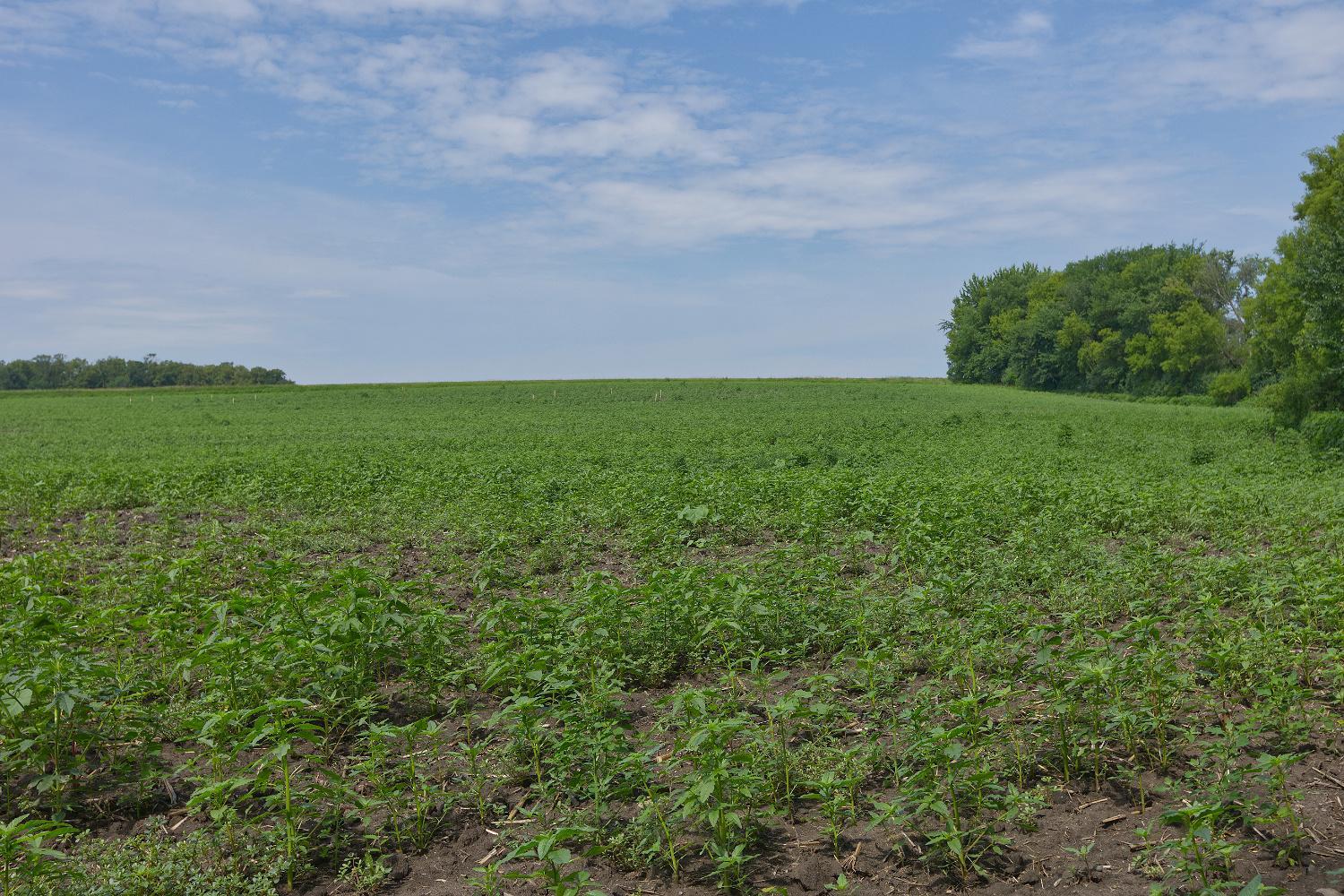 View of Land at TBD Ingram Avenue, Howard Lake MN 55349, Howard Lake (10 of 16) - Mike Wilen | Minnesota Team Real Estate