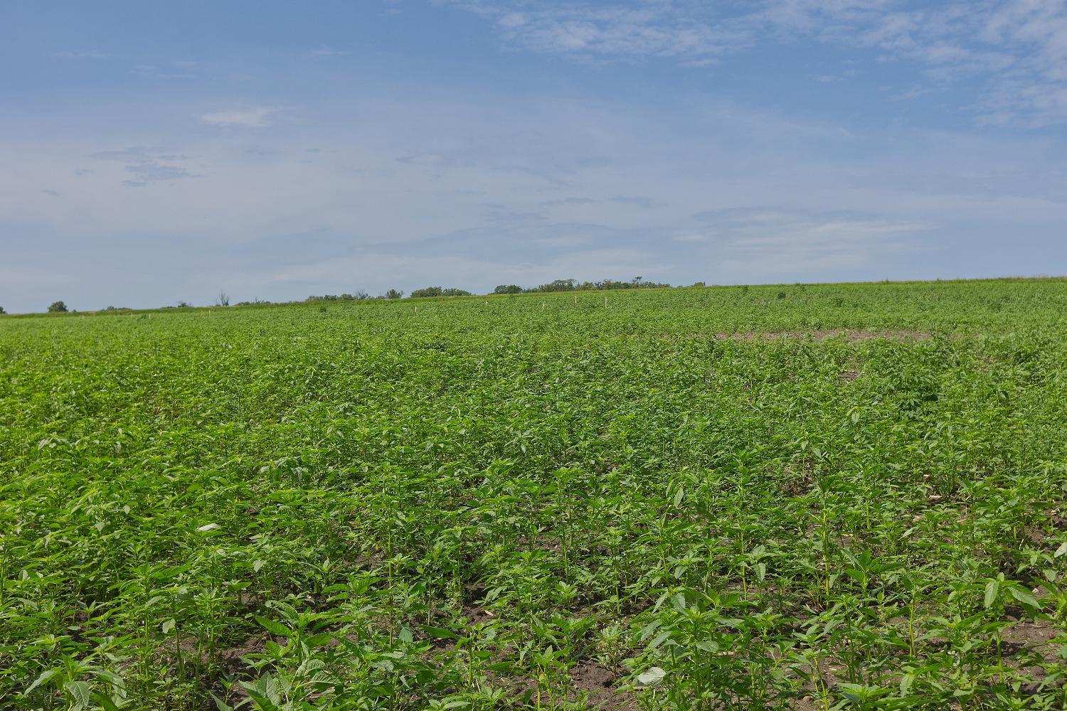 View of Land at TBD Ingram Avenue, Howard Lake MN 55349, Howard Lake (9 of 16) - Mike Wilen | Minnesota Team Real Estate
