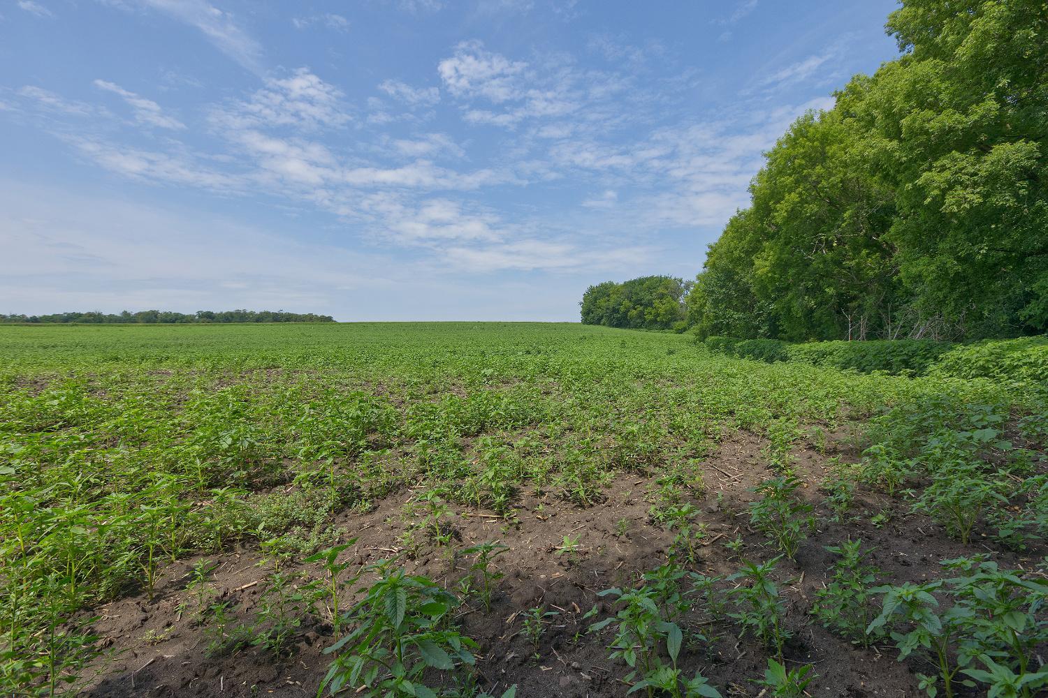 View of Land at TBD Ingram Avenue, Howard Lake MN 55349, Howard Lake (7 of 16) - Mike Wilen | Minnesota Team Real Estate