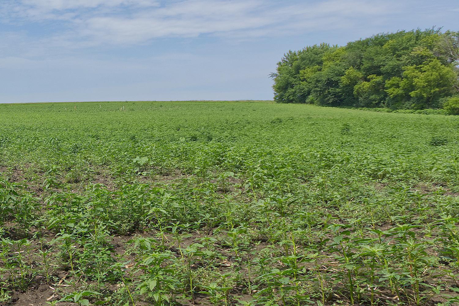 View of Land at TBD Ingram Avenue, Howard Lake MN 55349, Howard Lake (6 of 16) - Mike Wilen | Minnesota Team Real Estate