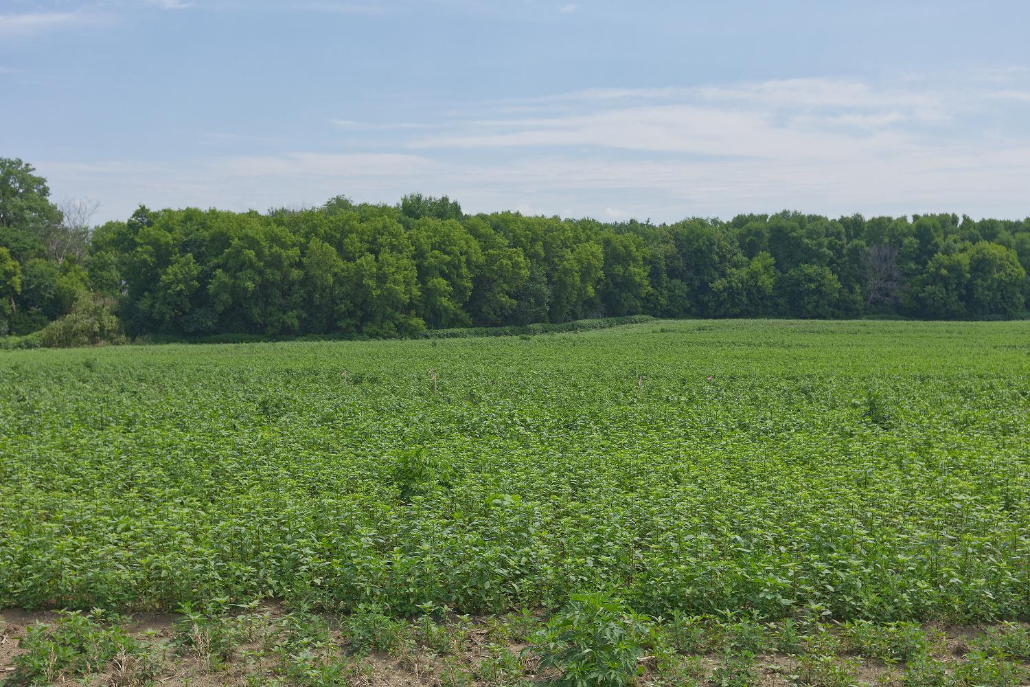 View of Land at TBD Ingram Avenue, Howard Lake MN 55349, Howard Lake (3 of 16) - Mike Wilen | Minnesota Team Real Estate
