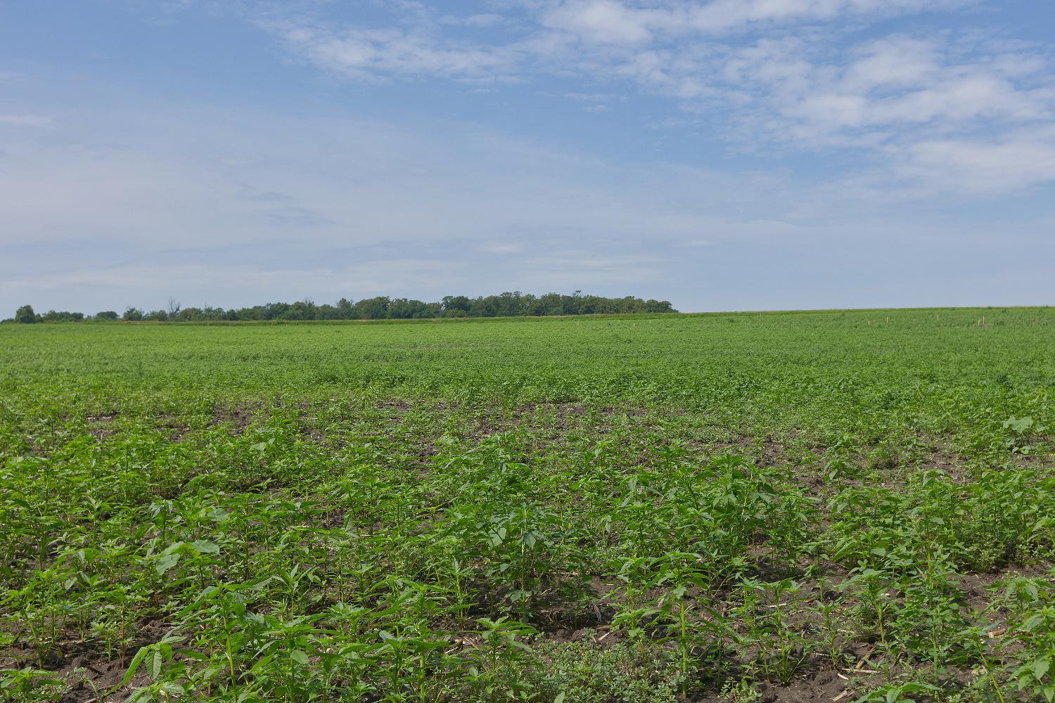 View of Land at TBD2 Ingram Avenue, Howard Lake MN 55349, Howard Lake (10 of 15) - Mike Wilen | Minnesota Team Real Estate