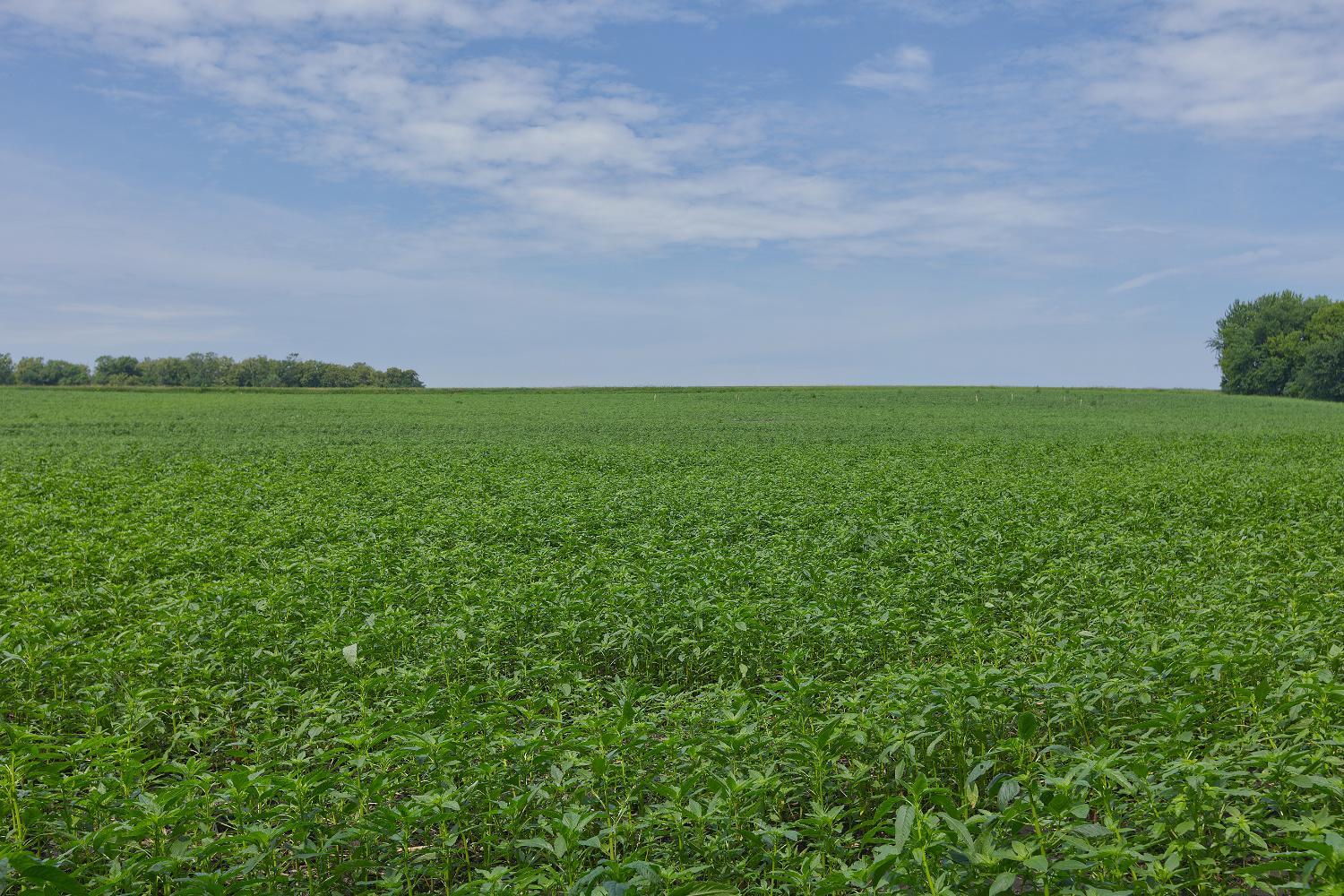 View of Land at TBD2 Ingram Avenue, Howard Lake MN 55349, Howard Lake (8 of 15) - Mike Wilen | Minnesota Team Real Estate