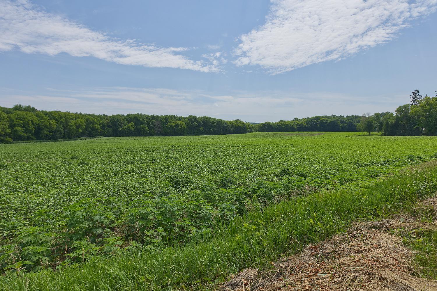 View of Land at TBD2 Ingram Avenue, Howard Lake MN 55349, Howard Lake (6 of 15) - Mike Wilen | Minnesota Team Real Estate