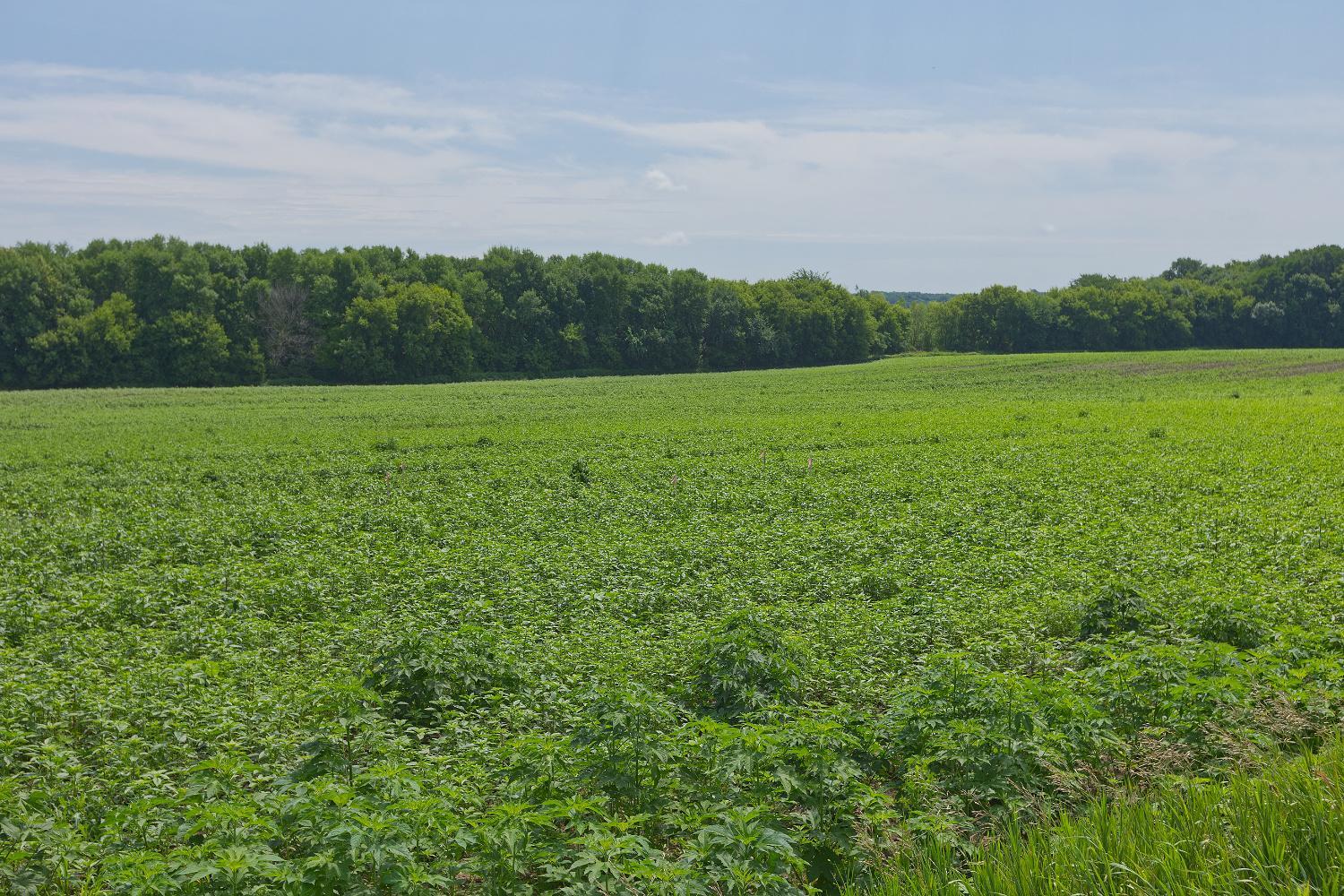 View of Land at TBD2 Ingram Avenue, Howard Lake MN 55349, Howard Lake (5 of 15) - Mike Wilen | Minnesota Team Real Estate