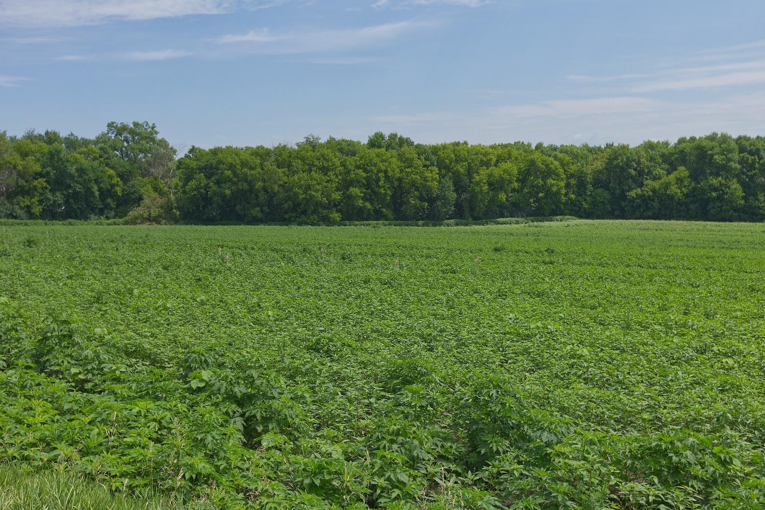 View of Land at TBD2 Ingram Avenue, Howard Lake MN 55349, Howard Lake (3 of 15) - Mike Wilen | Minnesota Team Real Estate