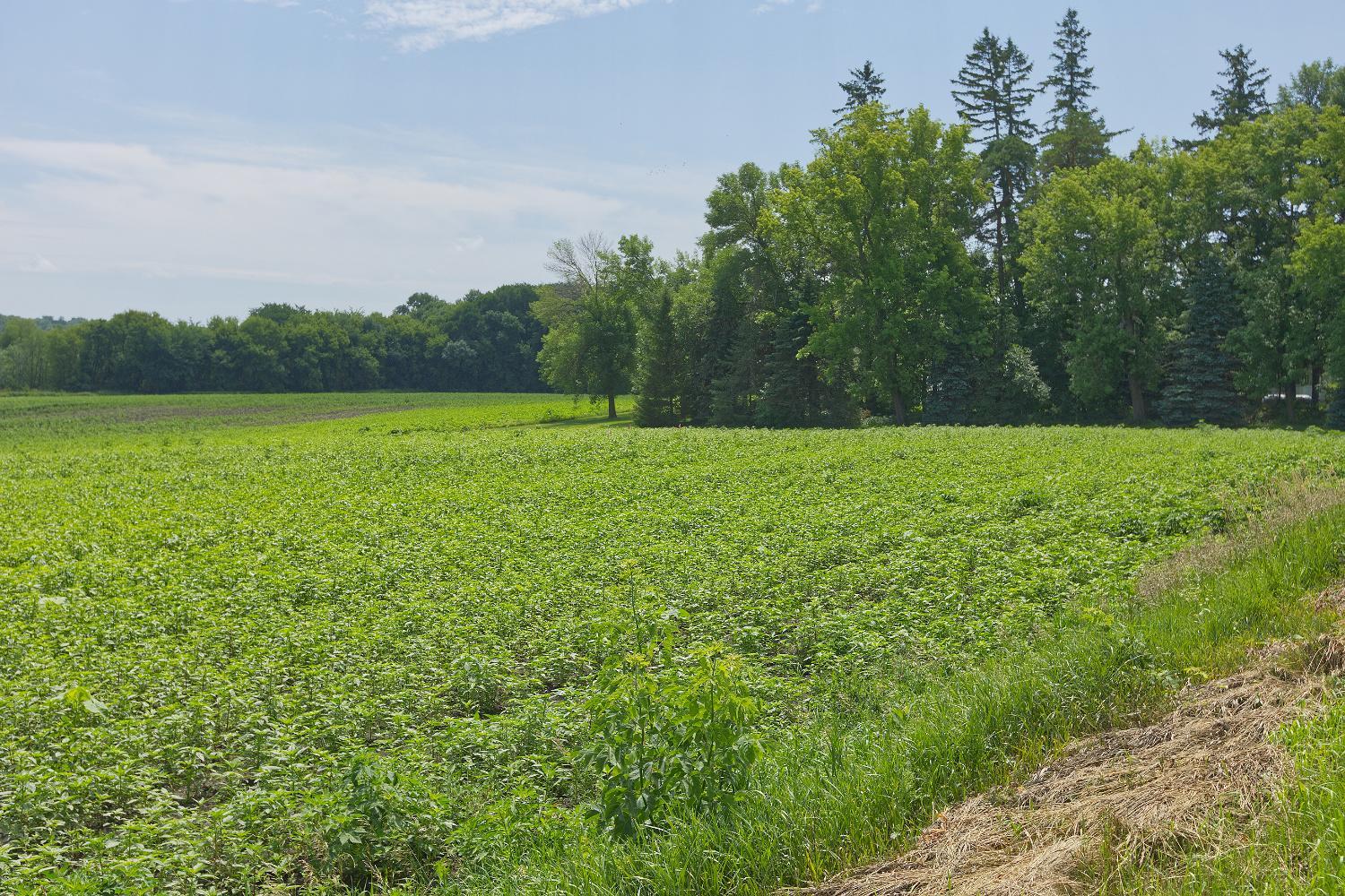 View of Land at TBD3 Ingram Avenue, Howard Lake MN 55349, Howard Lake (11 of 16) - Mike Wilen | Minnesota Team Real Estate