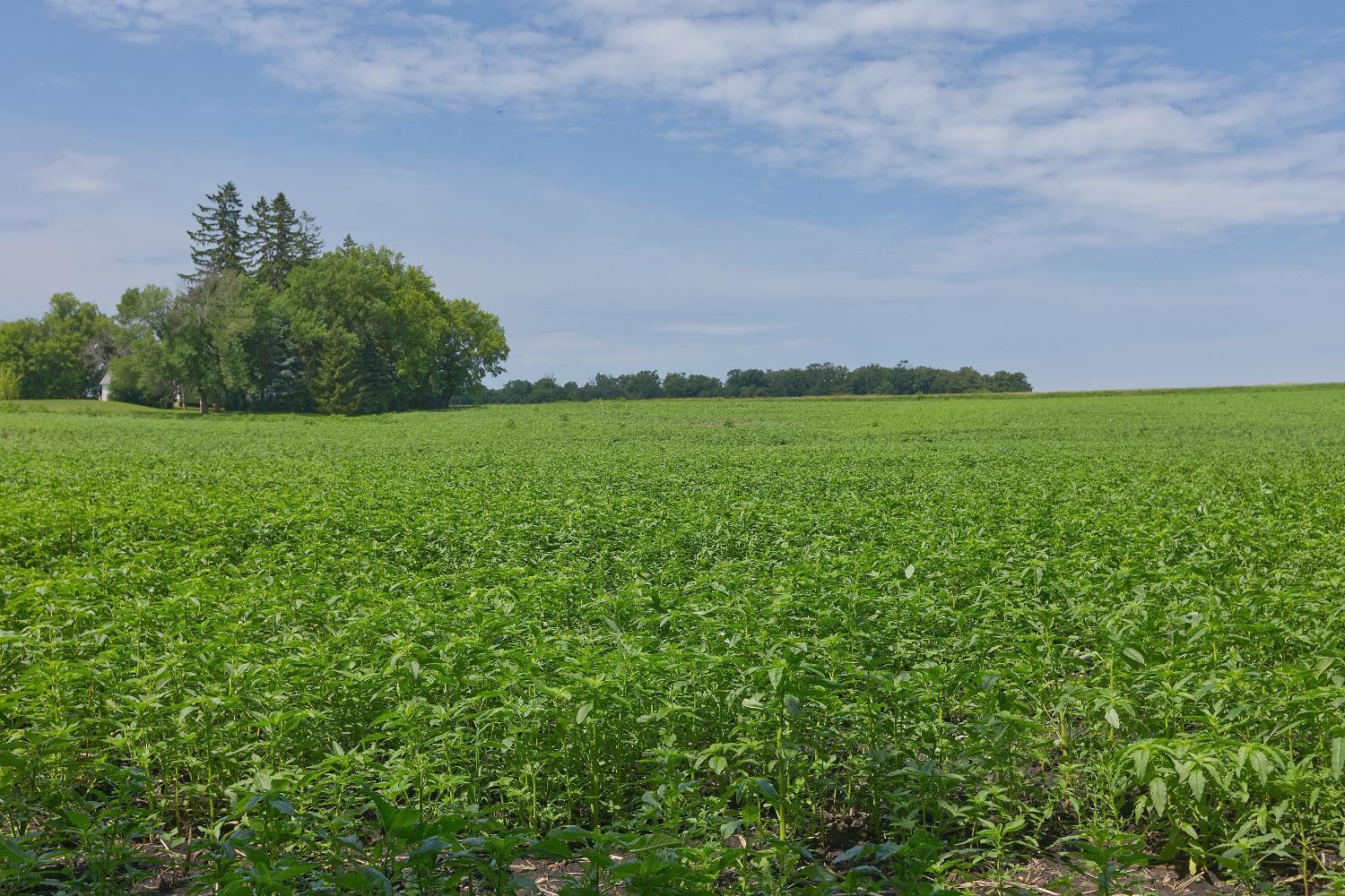 View of Land at TBD3 Ingram Avenue, Howard Lake MN 55349, Howard Lake (9 of 16) - Mike Wilen | Minnesota Team Real Estate
