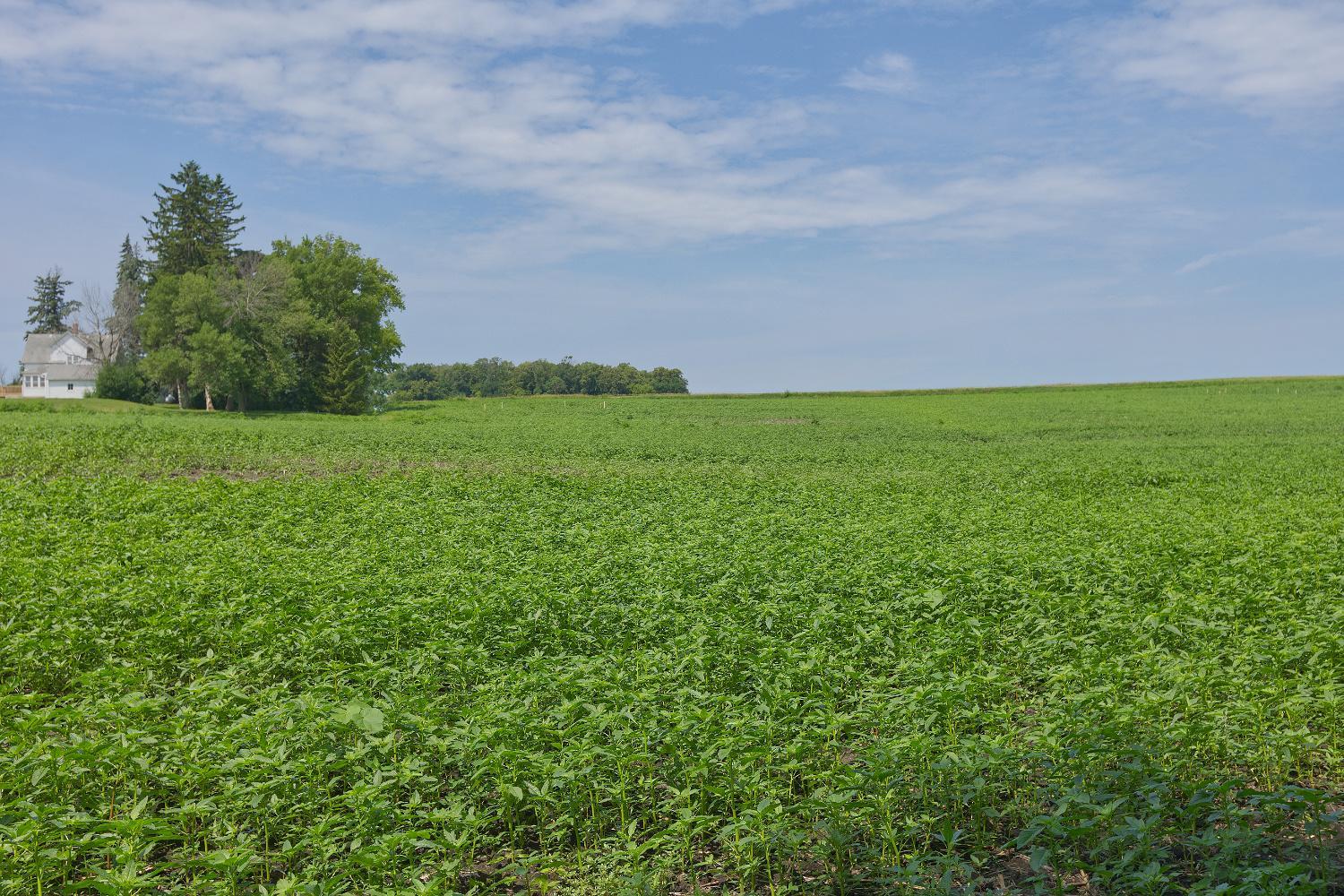 View of Land at TBD3 Ingram Avenue, Howard Lake MN 55349, Howard Lake (7 of 16) - Mike Wilen | Minnesota Team Real Estate