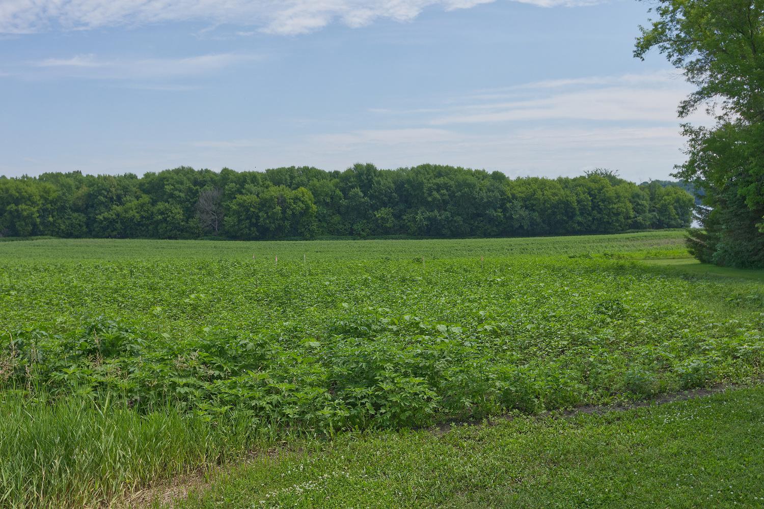View of Land at TBD3 Ingram Avenue, Howard Lake MN 55349, Howard Lake (5 of 16) - Mike Wilen | Minnesota Team Real Estate