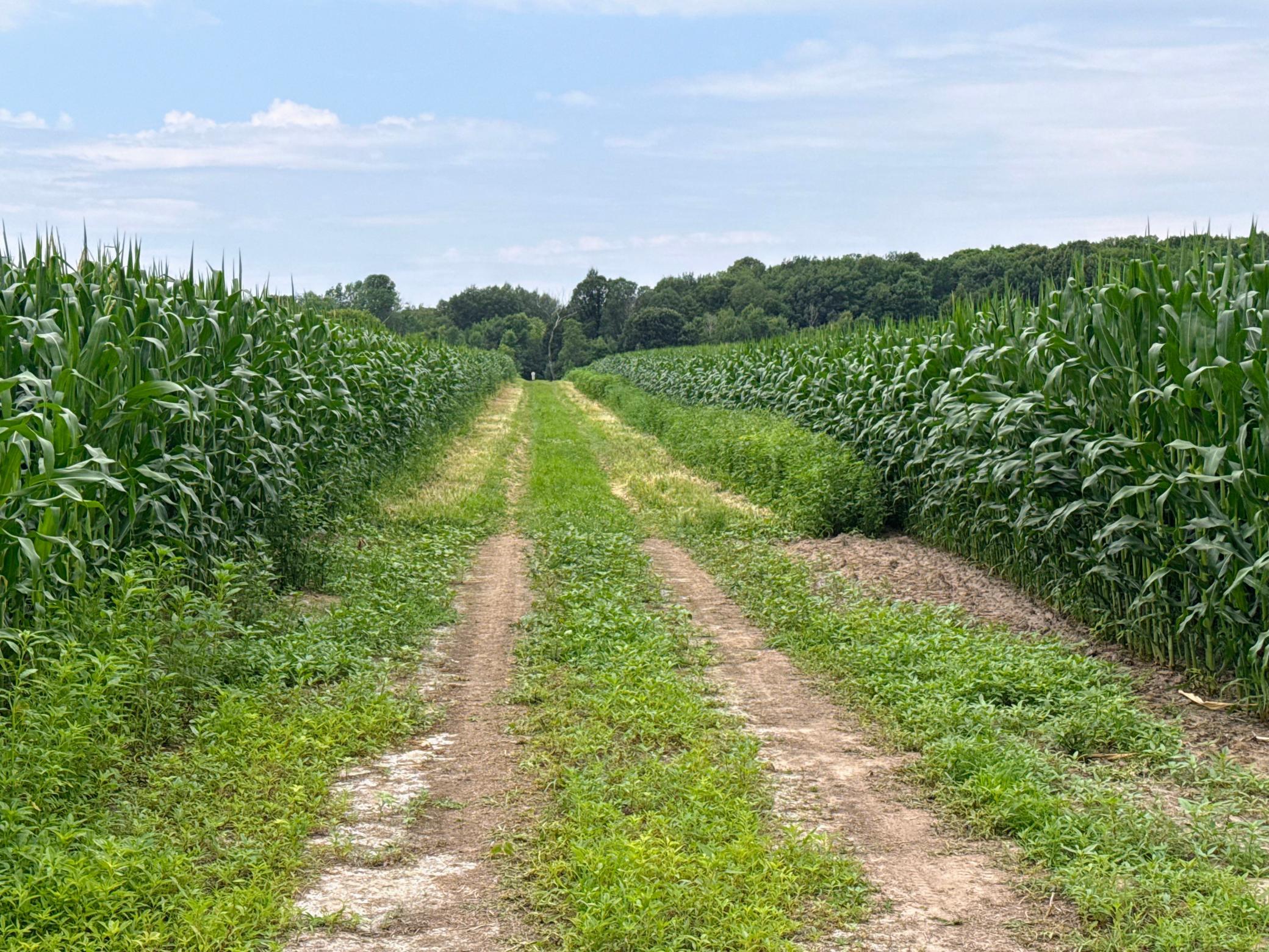 View of Land at 40xxx Vickers Street, Stanchfield Twp MN 55080, Stanchfield Twp (3 of 16) - Mike Wilen | Minnesota Team Real Estate