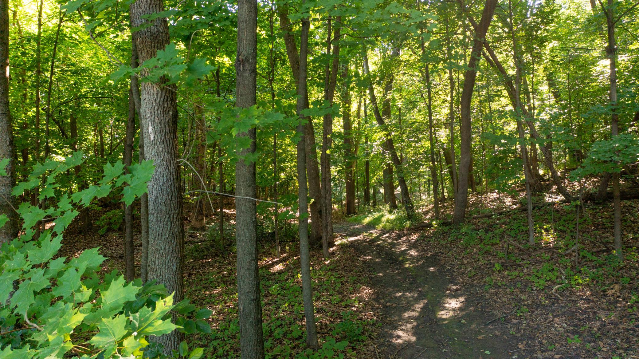 View of Land at 1625 Blackfoot Trail, Medina MN 55356, Medina (7 of 7) - Mike Wilen | Minnesota Team Real Estate