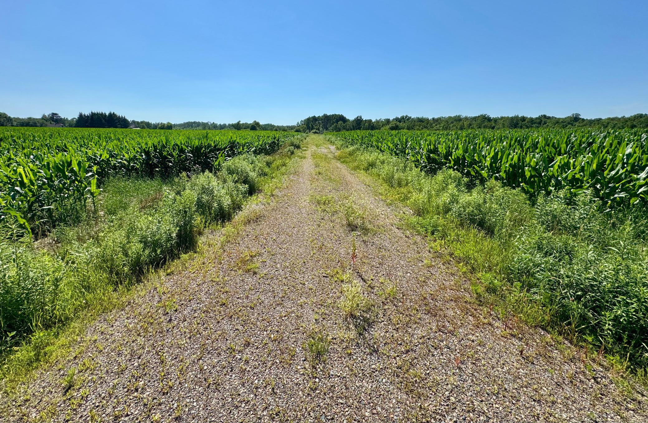 View of Land at 17891 90th Avenue, Milaca MN 56353, Milaca - Mike Wilen | Minnesota Team Real Estate
