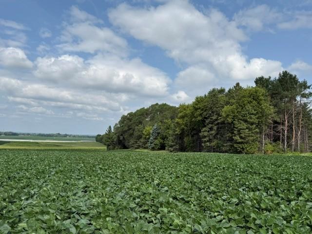 View of Land at Lot B Lehigh Road, Cottage Grove MN 55016, Cottage Grove - Mike Wilen | Minnesota Team Real Estate