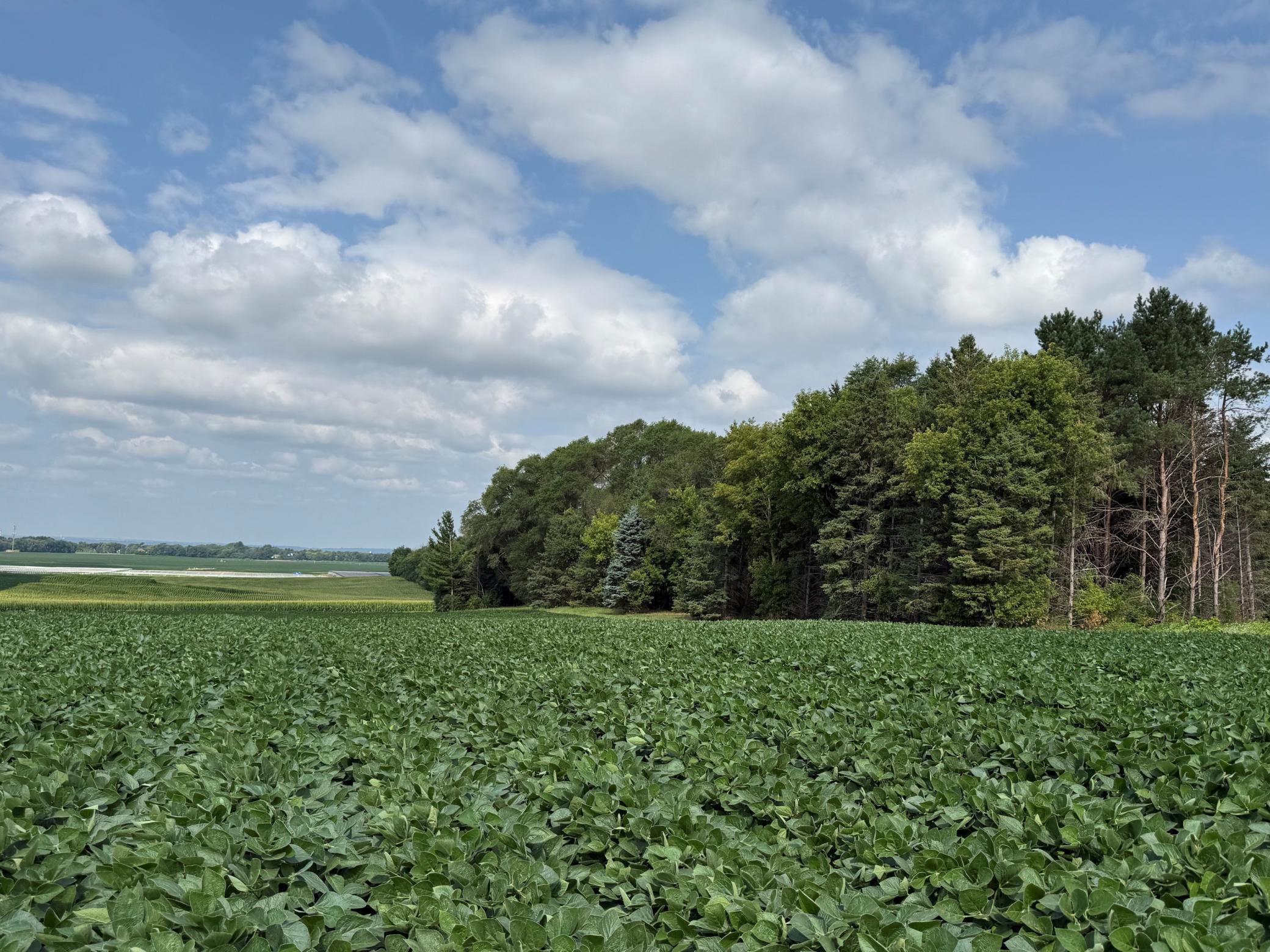 View of Land at Lot B Lehigh Road, Cottage Grove MN 55016, Cottage Grove (6 of 13) - Mike Wilen | Minnesota Team Real Estate