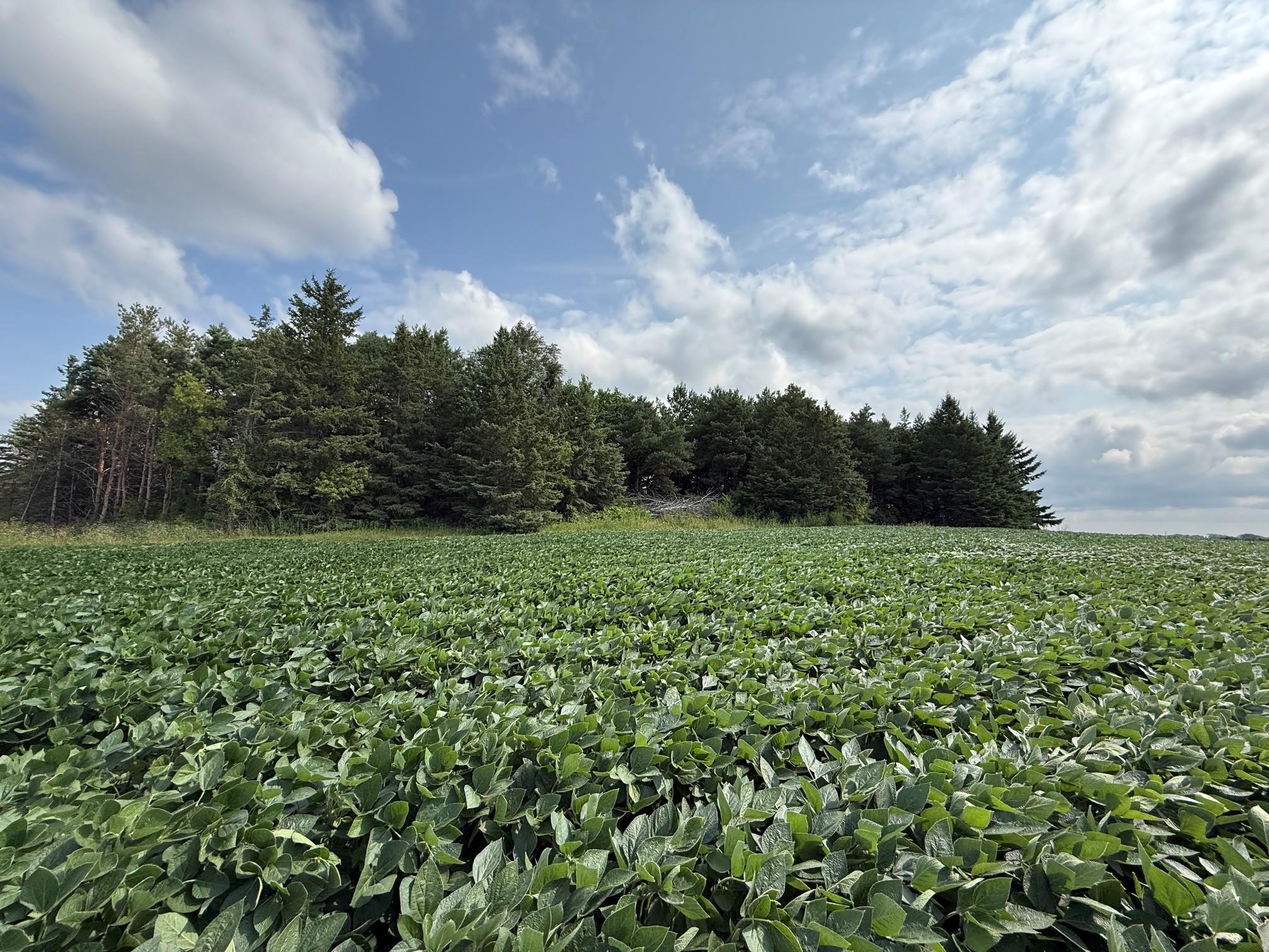 View of Land at Lot B Lehigh Road, Cottage Grove MN 55016, Cottage Grove (5 of 13) - Mike Wilen | Minnesota Team Real Estate