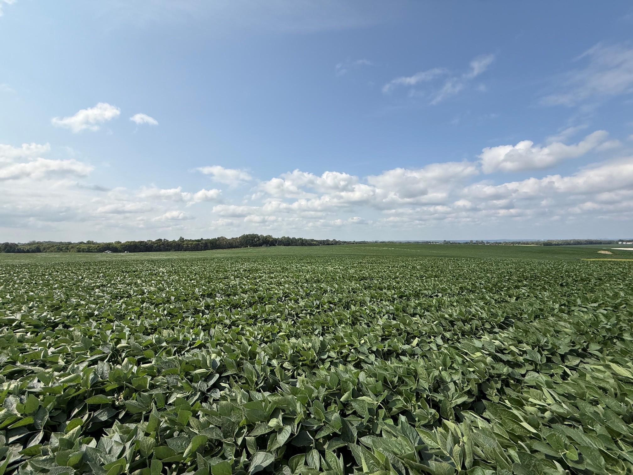 View of Land at Lot B Lehigh Road, Cottage Grove MN 55016, Cottage Grove (2 of 13) - Mike Wilen | Minnesota Team Real Estate