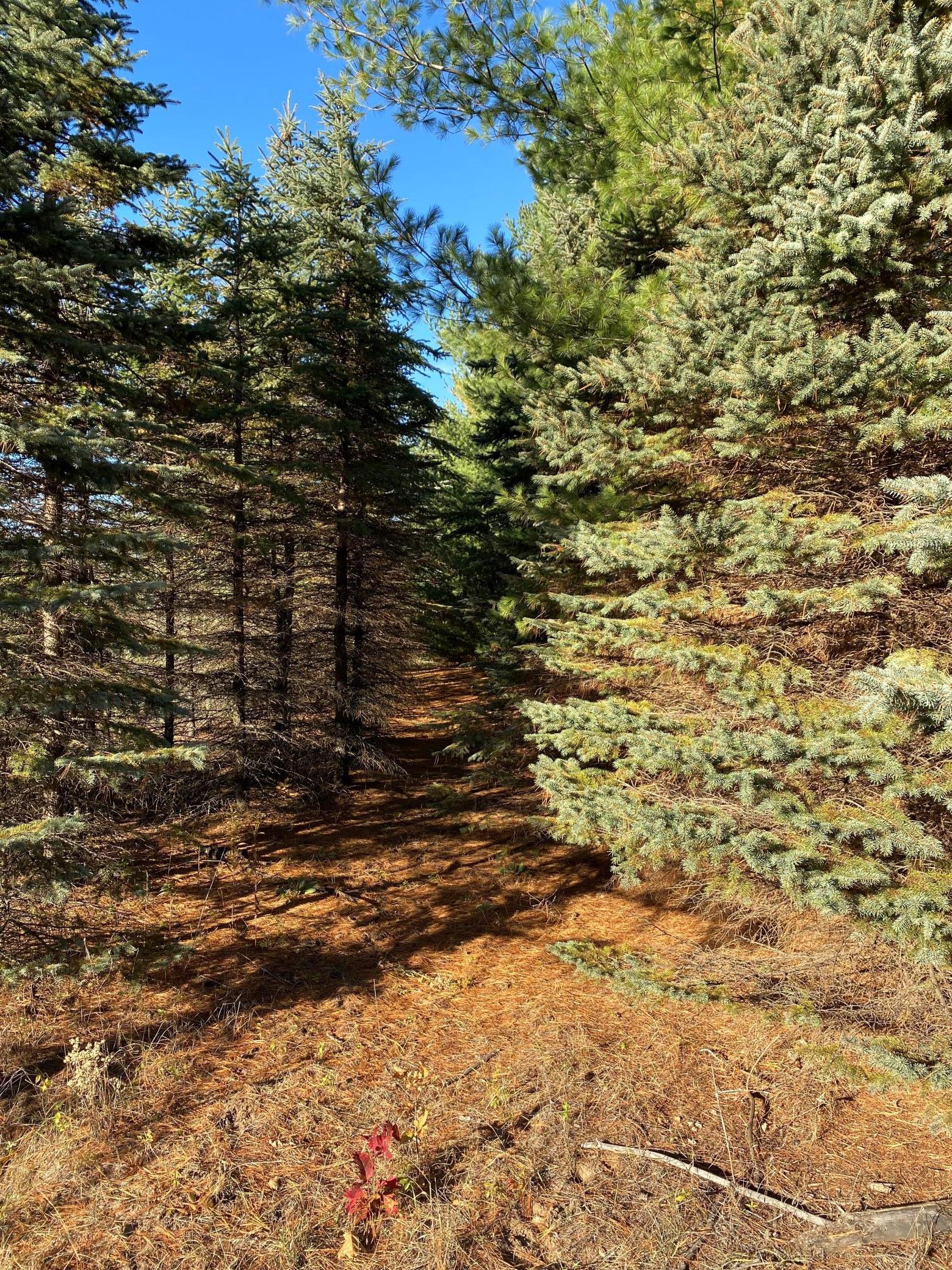 View of Land at 17201 Saint Francis Boulevard, Ramsey MN 55303, Ramsey - Mike Wilen | Minnesota Team Real Estate