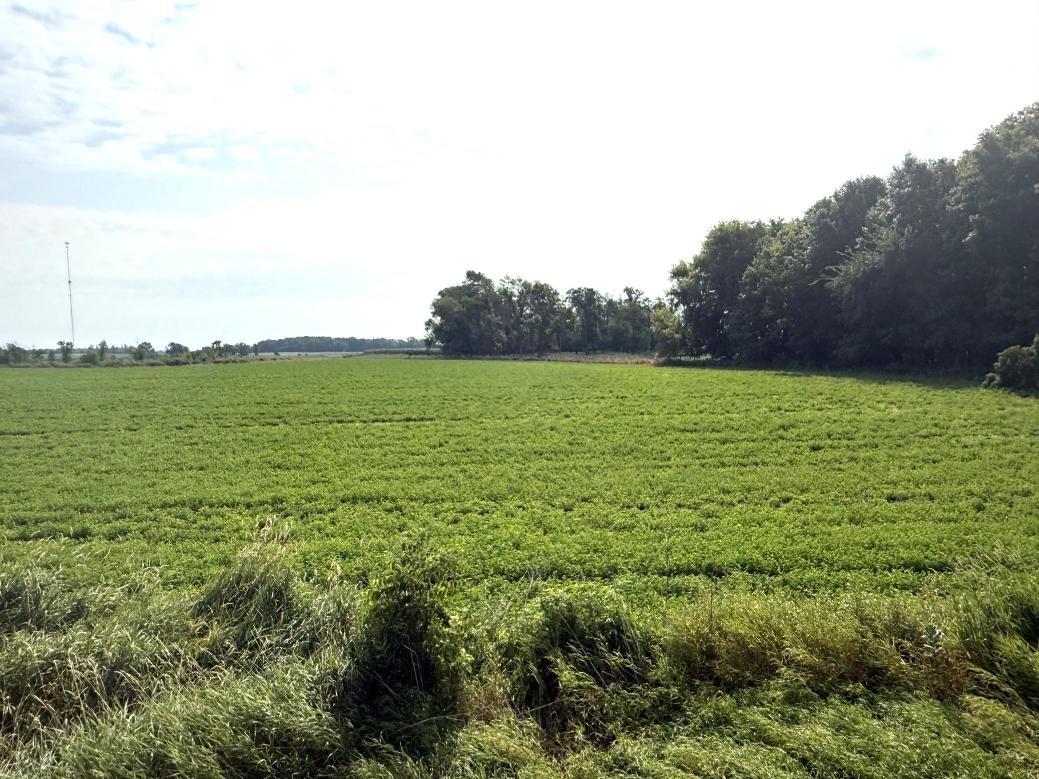 View of Land at TBD County Road 7, Howard Lake MN 55349, Howard Lake (4 of 15) - Mike Wilen | Minnesota Team Real Estate