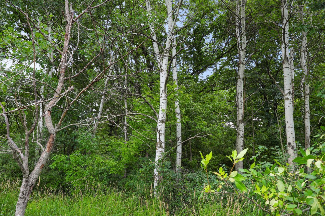 View of Land at TBD 350th Street, Shafer MN 55074, Shafer (10 of 16) - Mike Wilen | Minnesota Team Real Estate