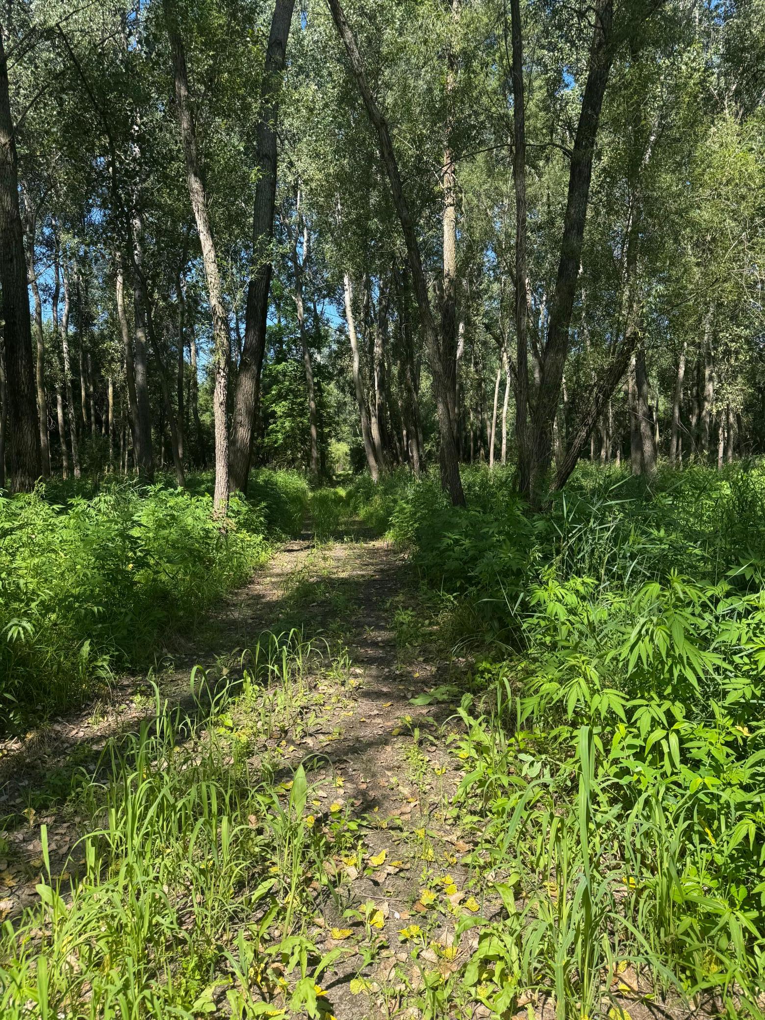 View of Land at TBD US HWY 169, Le Sueur MN 56058, Le Sueur (37 of 44) - Mike Wilen | Minnesota Team Real Estate
