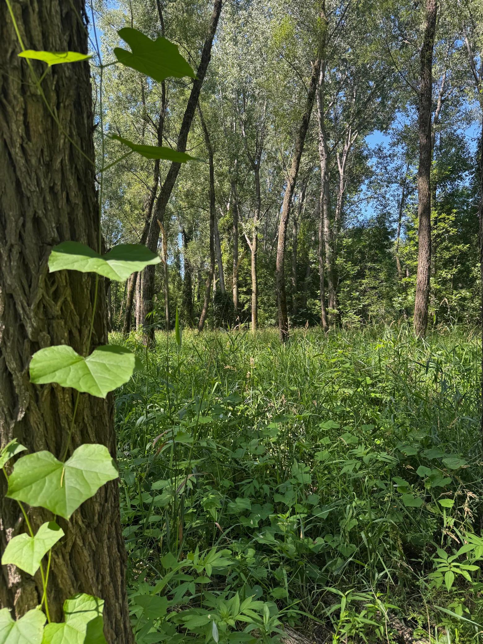 View of Land at TBD US HWY 169, Le Sueur MN 56058, Le Sueur (31 of 44) - Mike Wilen | Minnesota Team Real Estate