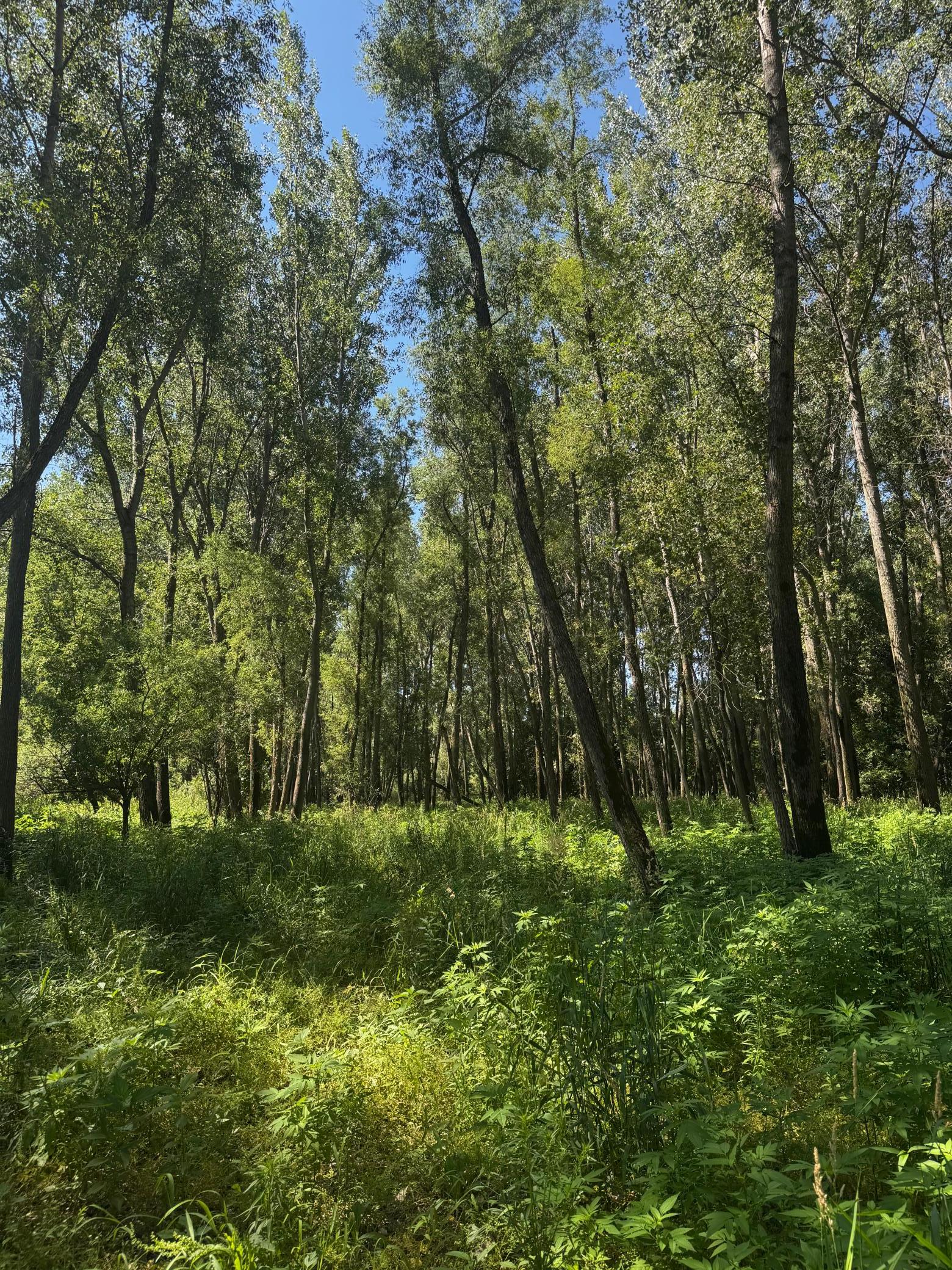 View of Land at TBD US HWY 169, Le Sueur MN 56058, Le Sueur (28 of 44) - Mike Wilen | Minnesota Team Real Estate