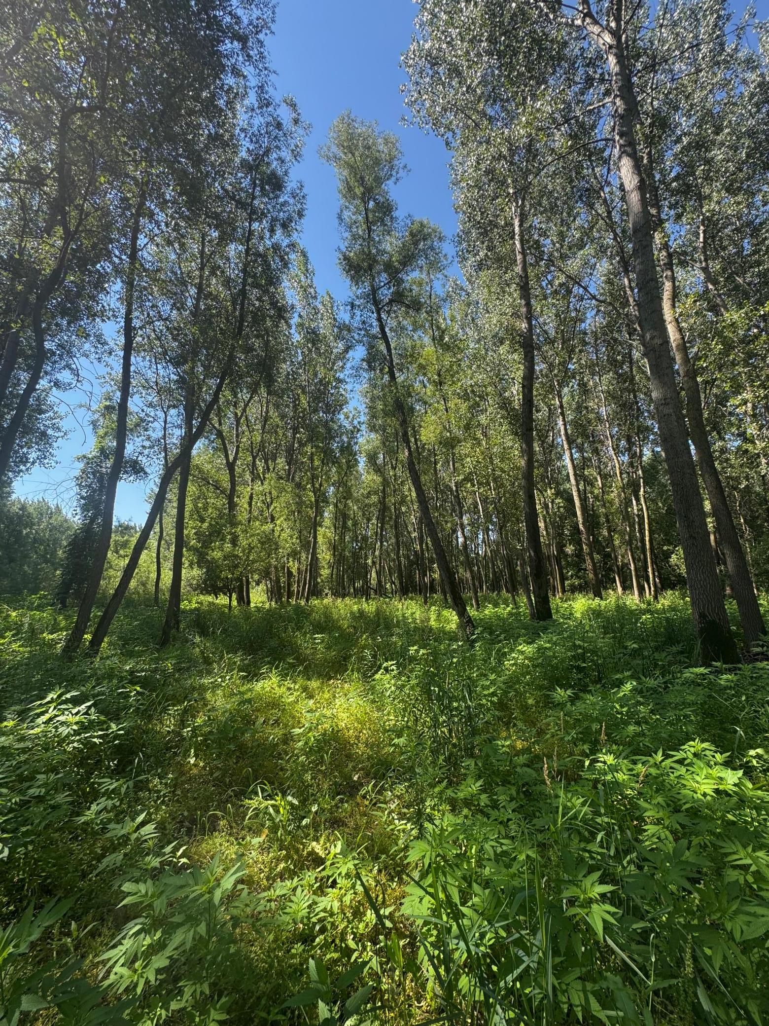 View of Land at TBD US HWY 169, Le Sueur MN 56058, Le Sueur (9 of 44) - Mike Wilen | Minnesota Team Real Estate