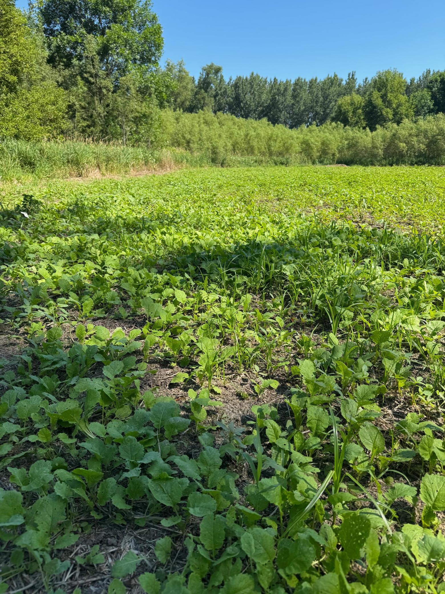 View of Land at TBD US HWY 169, Le Sueur MN 56058, Le Sueur (3 of 44) - Mike Wilen | Minnesota Team Real Estate
