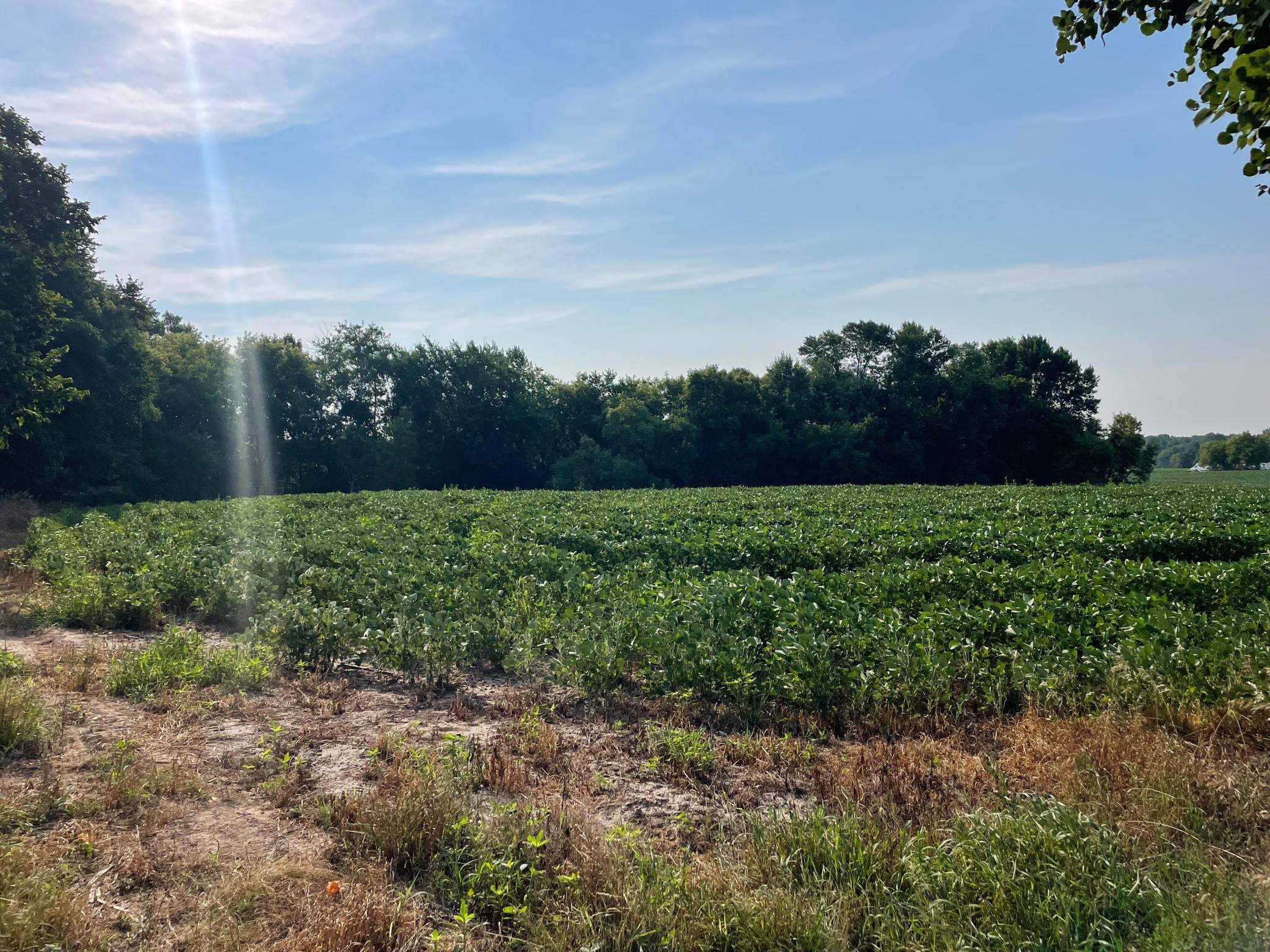 View of Land at XXX 130th Avenue, Milaca MN 56353, Milaca - Mike Wilen | Minnesota Team Real Estate