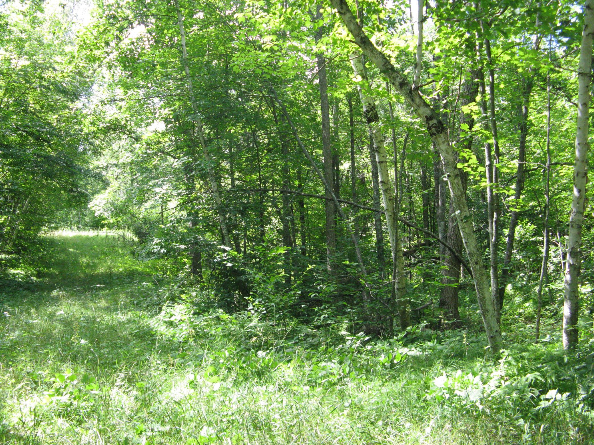 View of Land at TBD Alpine Circle, Breezy Point MN 56472, Breezy Point (2 of 12) - Mike Wilen | Minnesota Team Real Estate