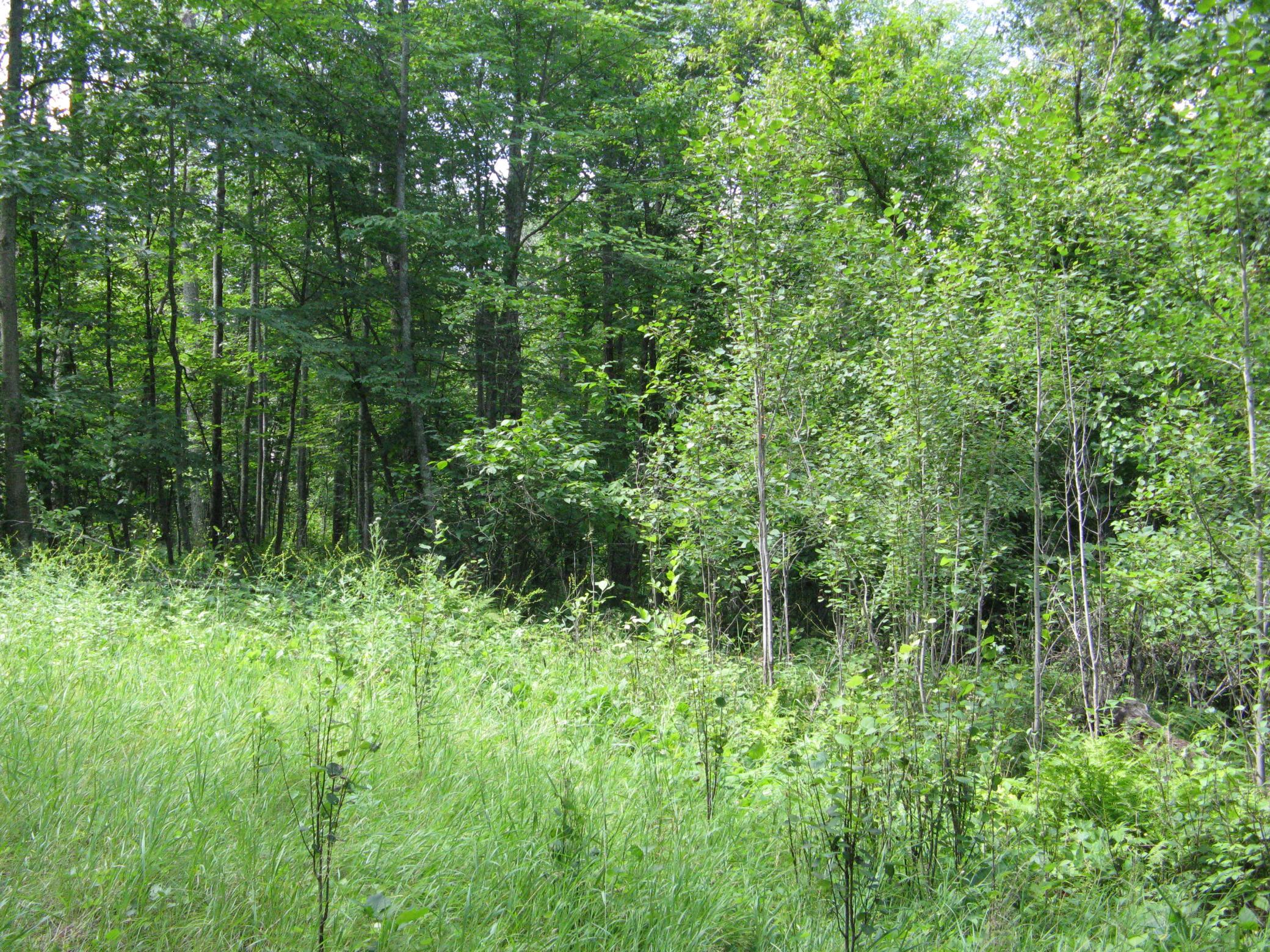 View of Land at TBD Alpine Circle, Breezy Point MN 56472, Breezy Point (6 of 12) - Mike Wilen | Minnesota Team Real Estate