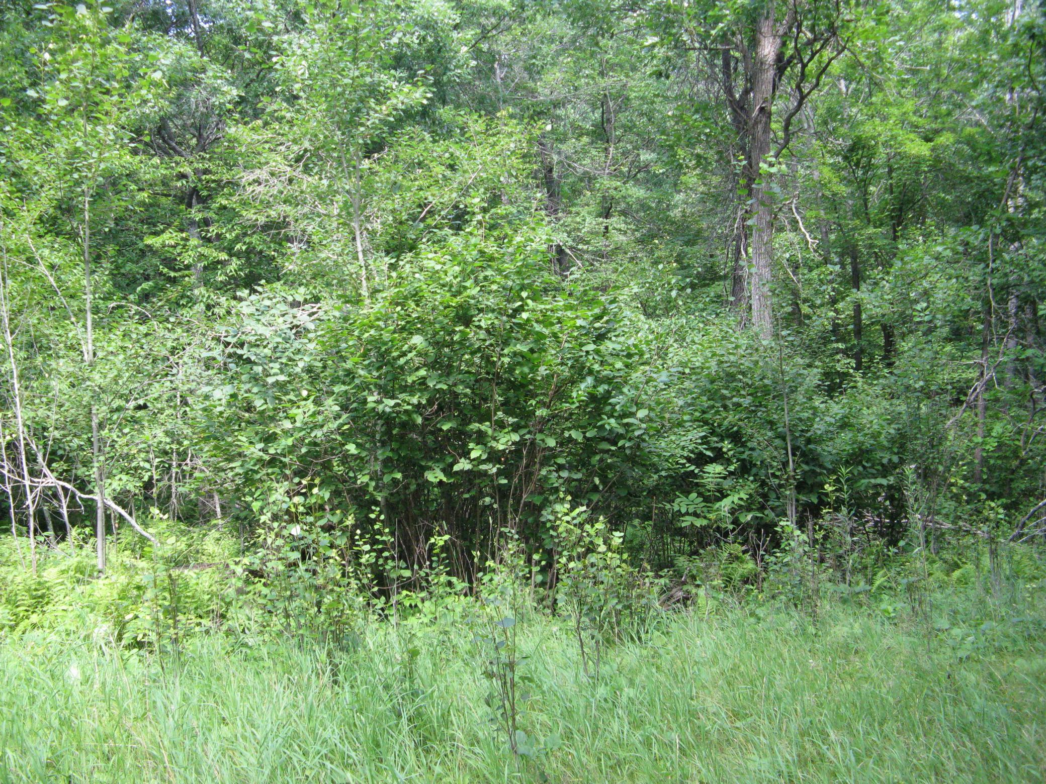 View of Land at TBD Alpine Circle, Breezy Point MN 56472, Breezy Point (9 of 12) - Mike Wilen | Minnesota Team Real Estate